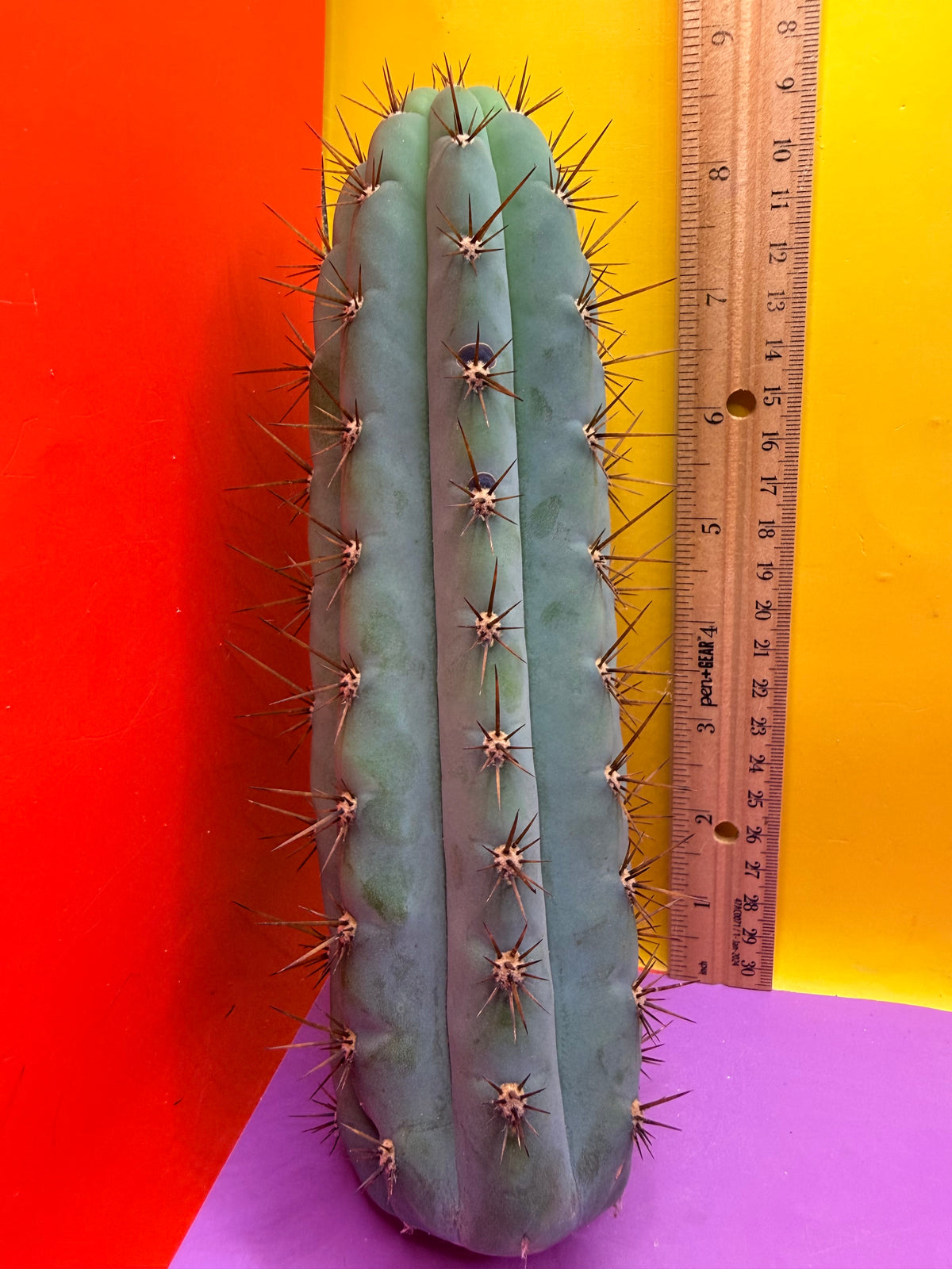 Serra blue
