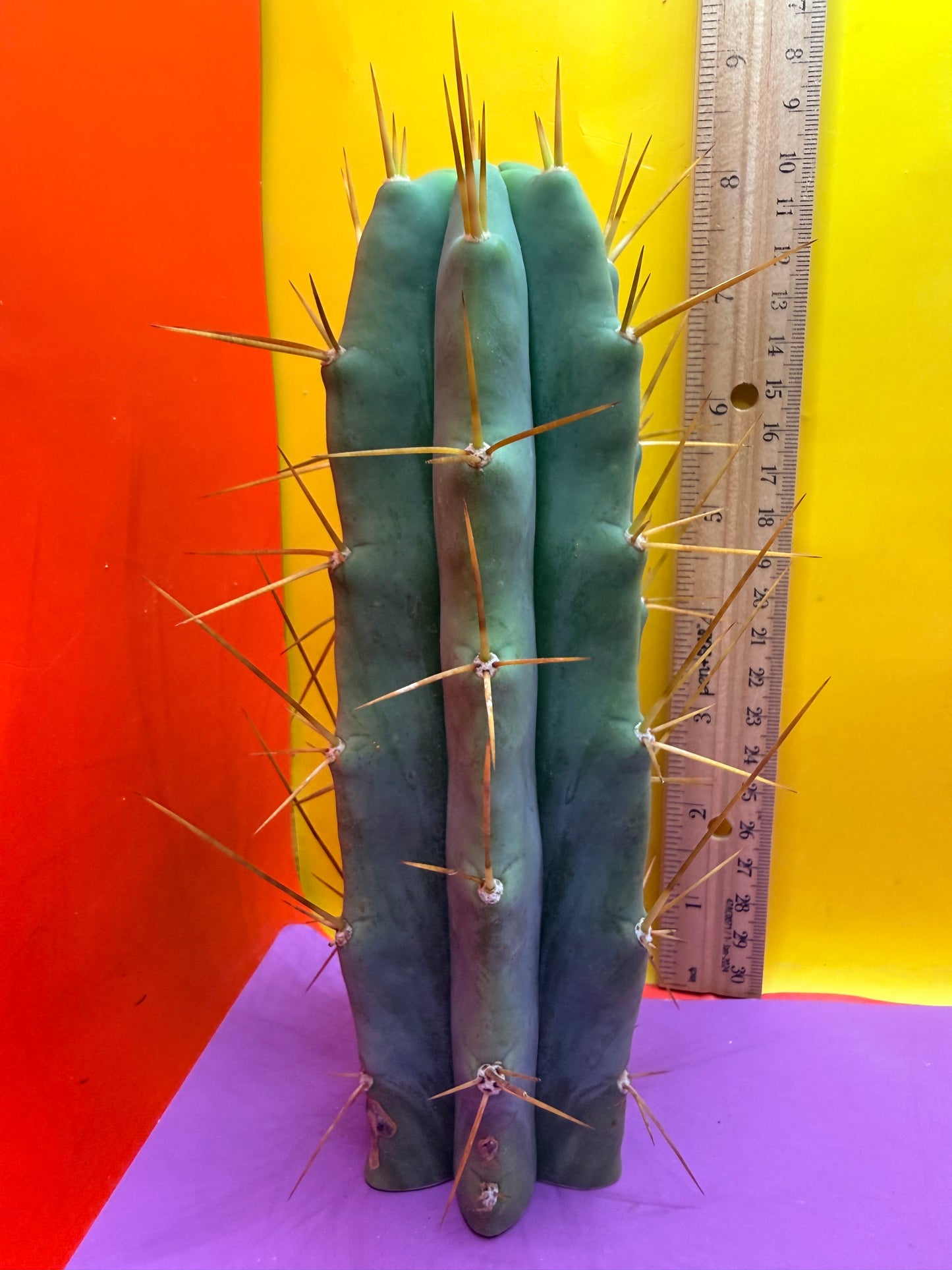 Reverted PENiSCACTUS !!! Longform tbmA
