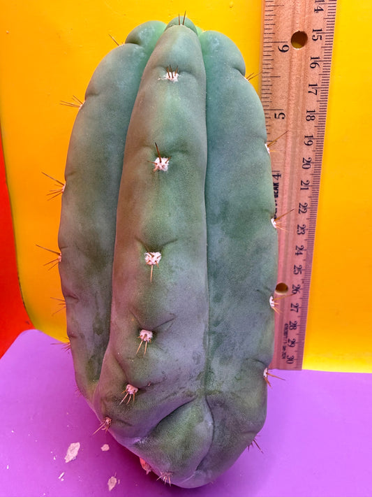 “DON HUAN” Fat huanucoensis over 3” thic !!!