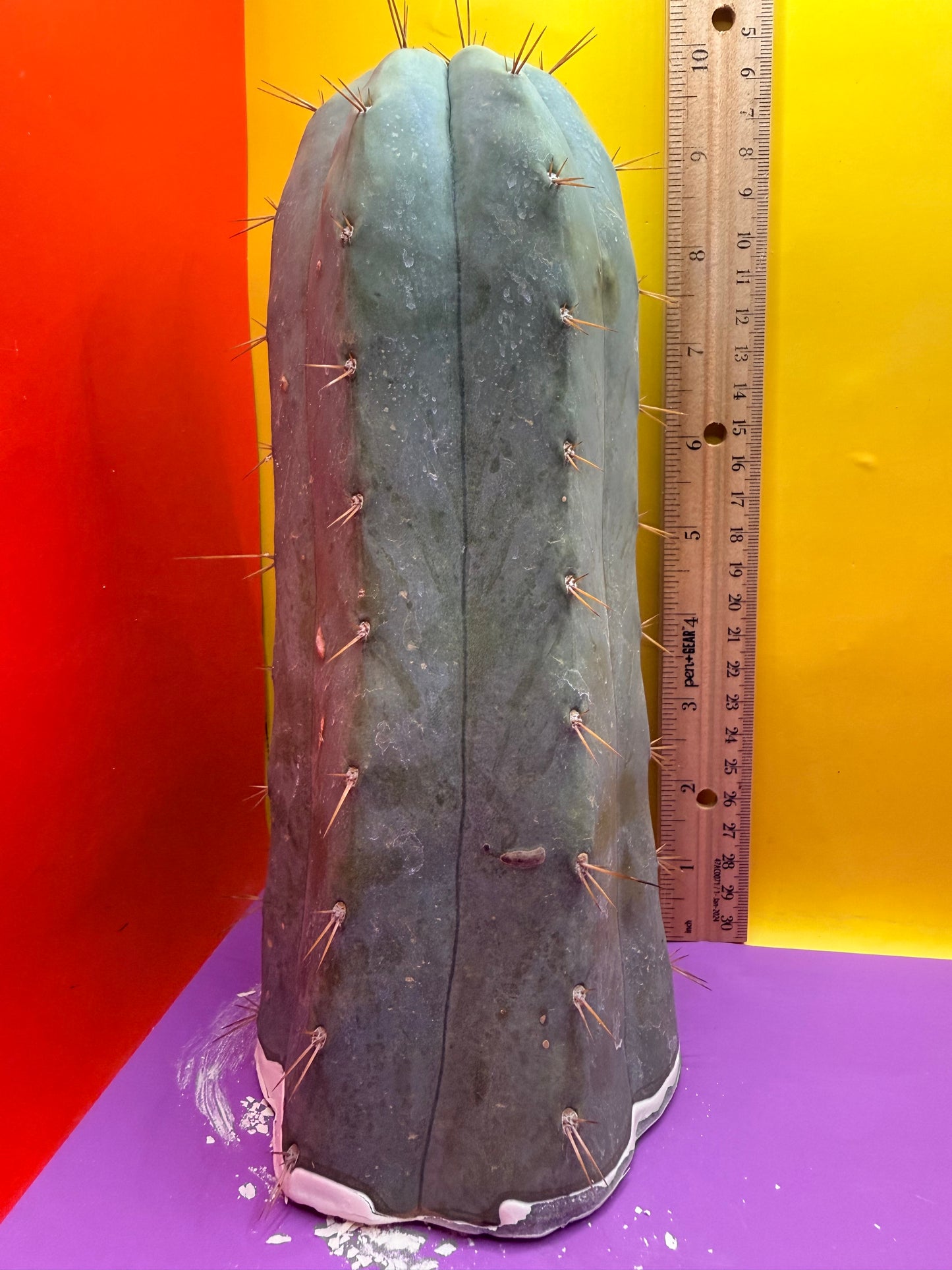 CSD !!! 4” thick