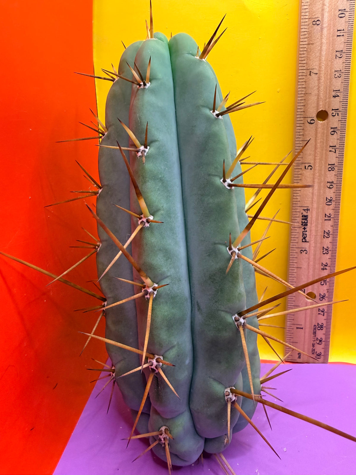PALA  🌶️🌶️! This exact cactus cutting of trichocereus