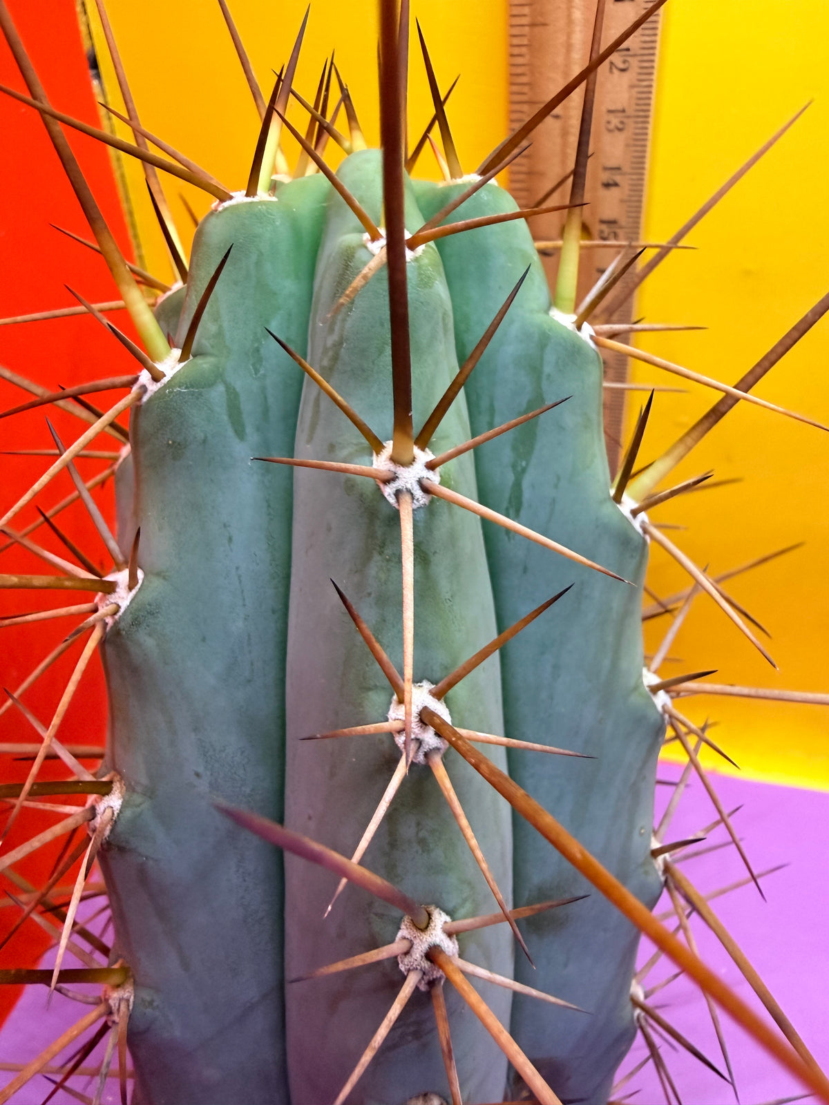 San Pedro Cactus  NOID