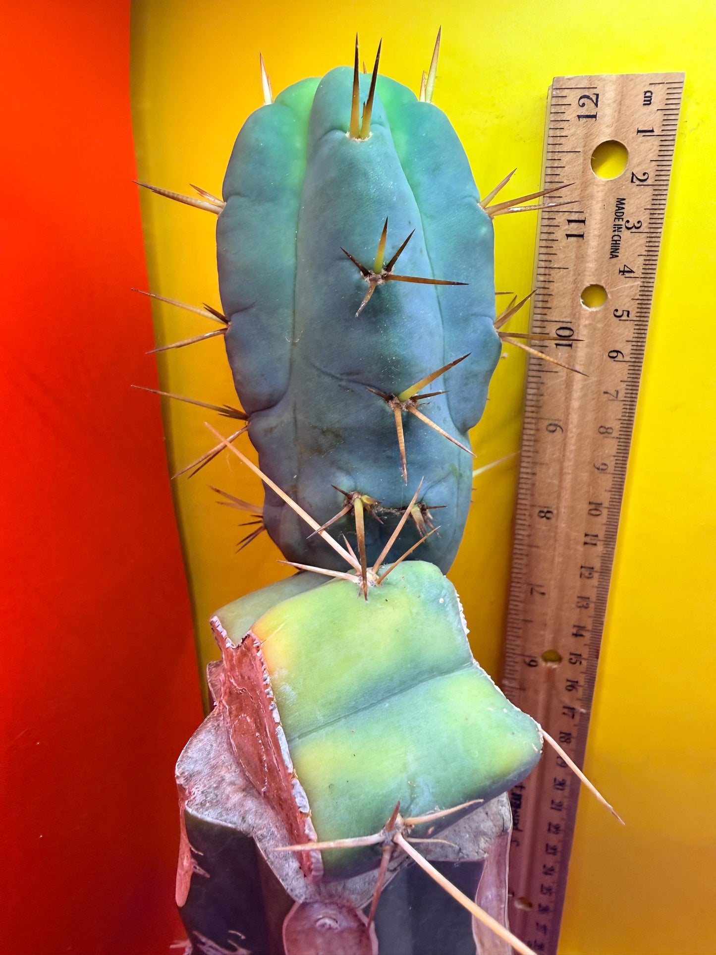 Grafted El Serpieñté