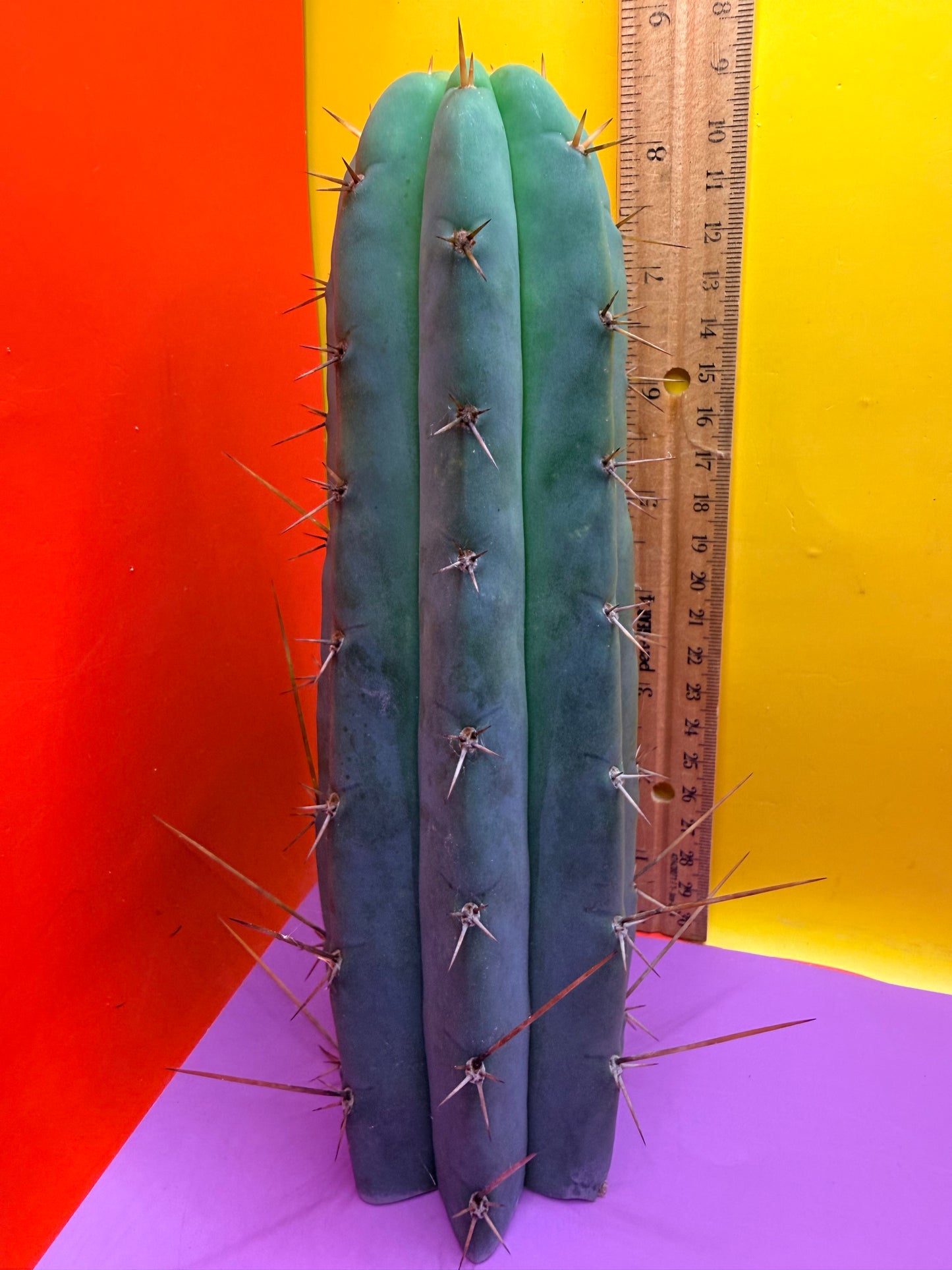 PALA  ! This exact cactus cutting of trichocereus