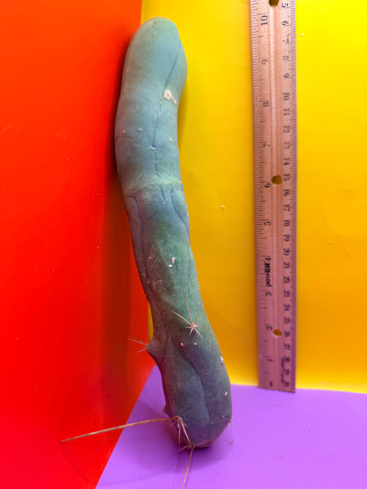 TBM-A LONG FORM CACTUS