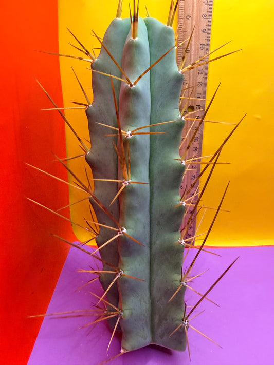Revert Longform TBM PENISCACTUS !!!