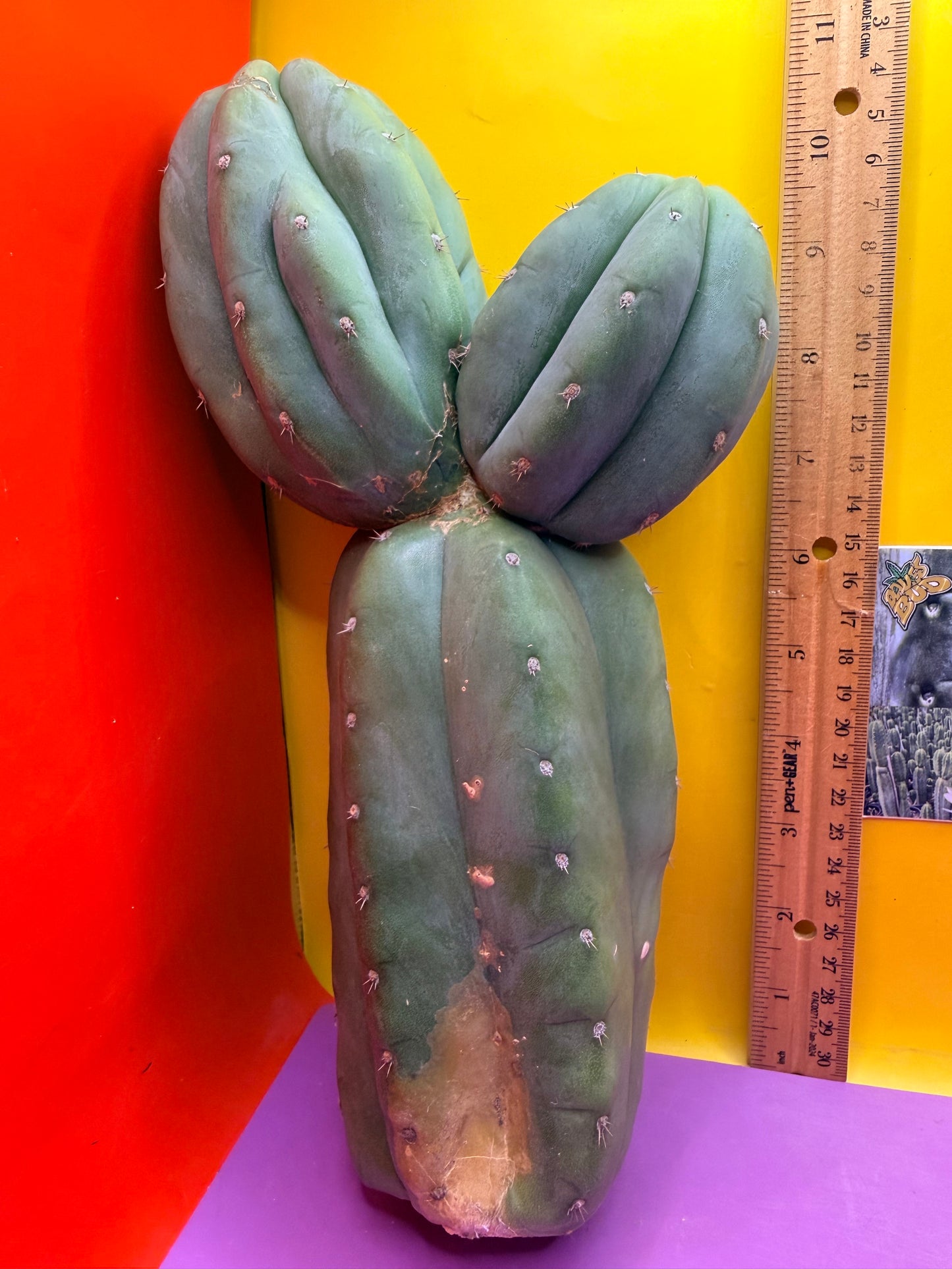 Cahuilla !