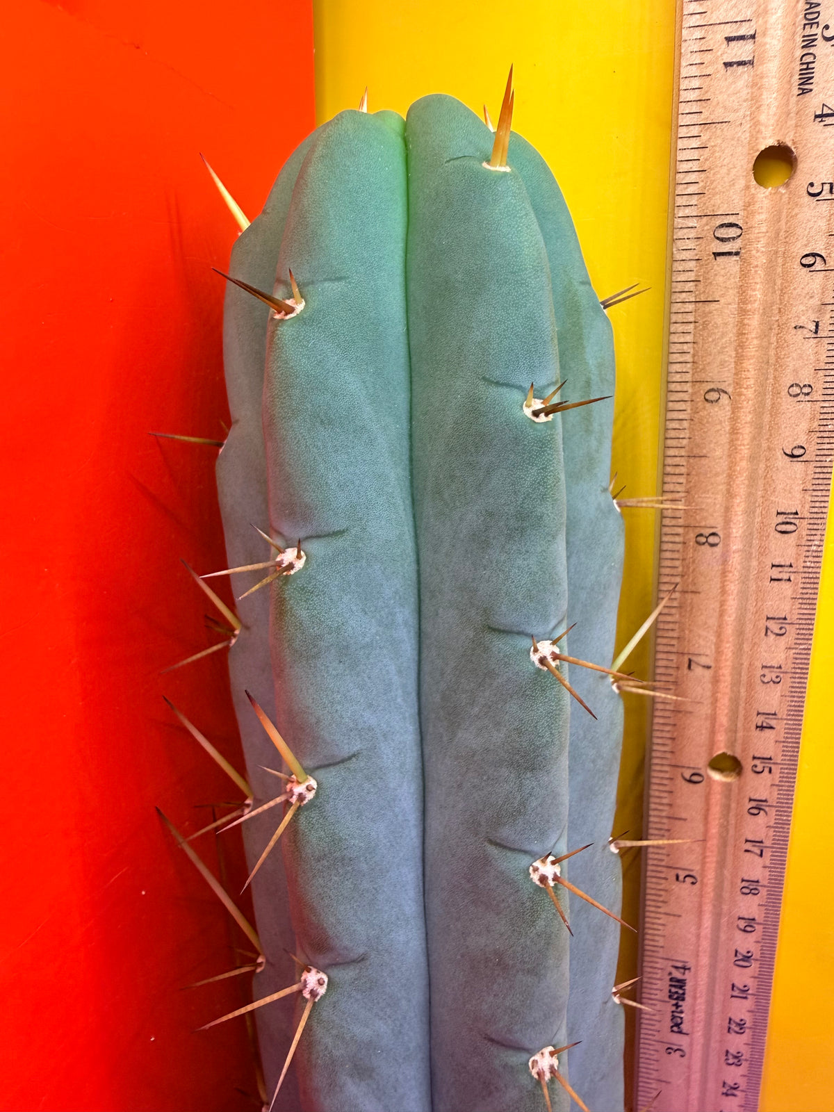 Yowie x Wowie cactus cutting