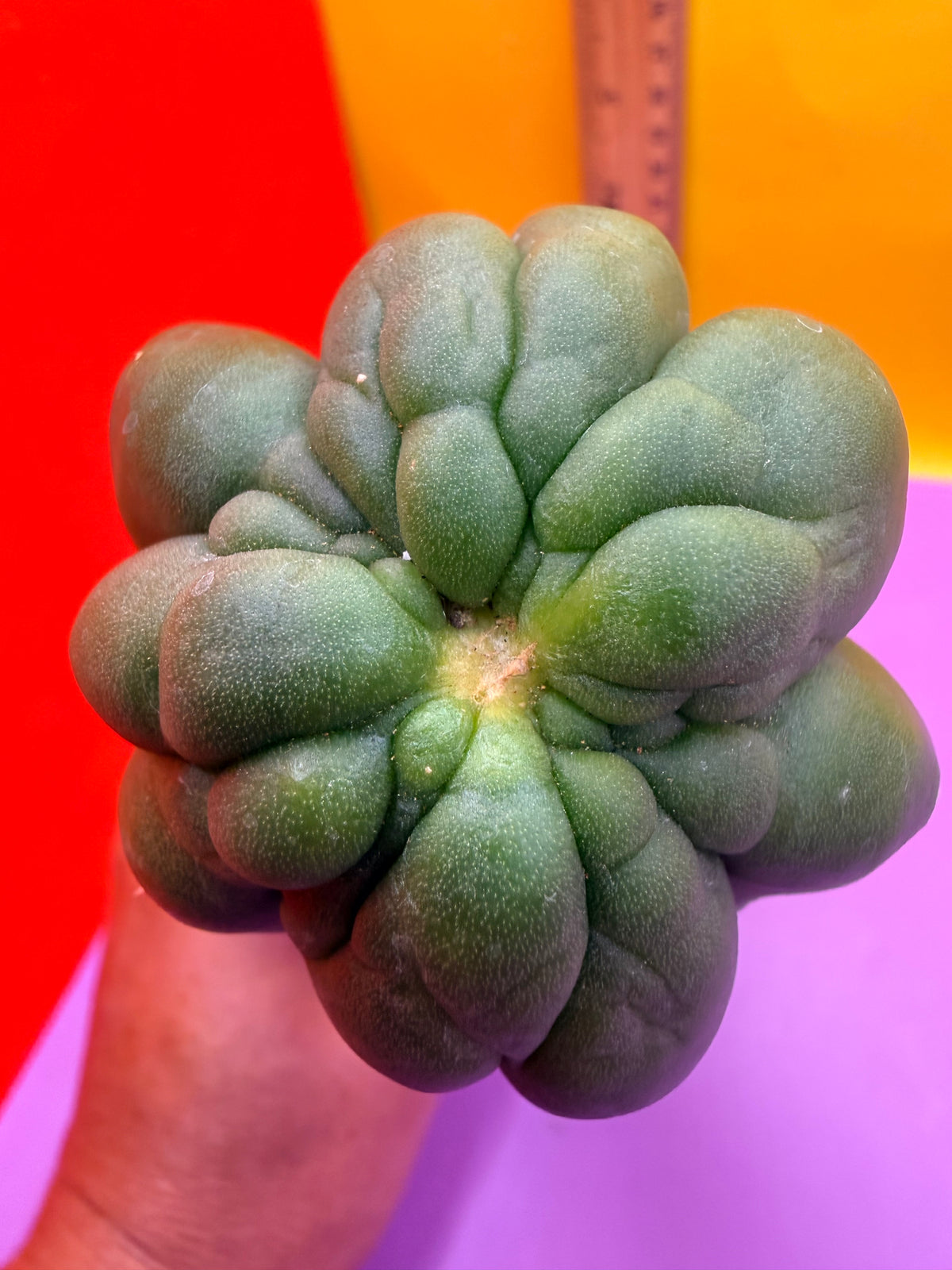 Monstrose San Pedro cactus - TPM !