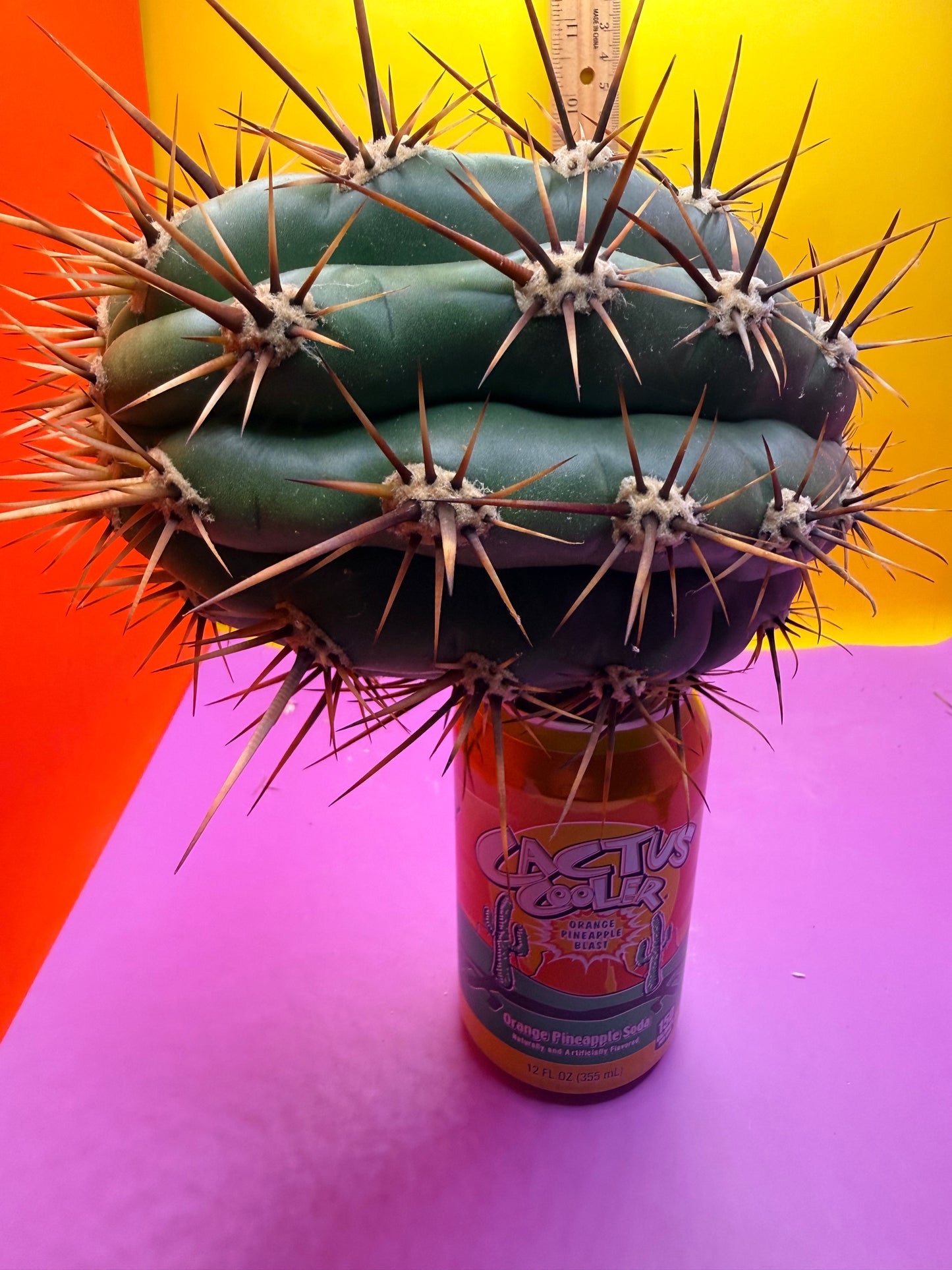 Trichocereus Tacaquirensis 🌶️🌶️