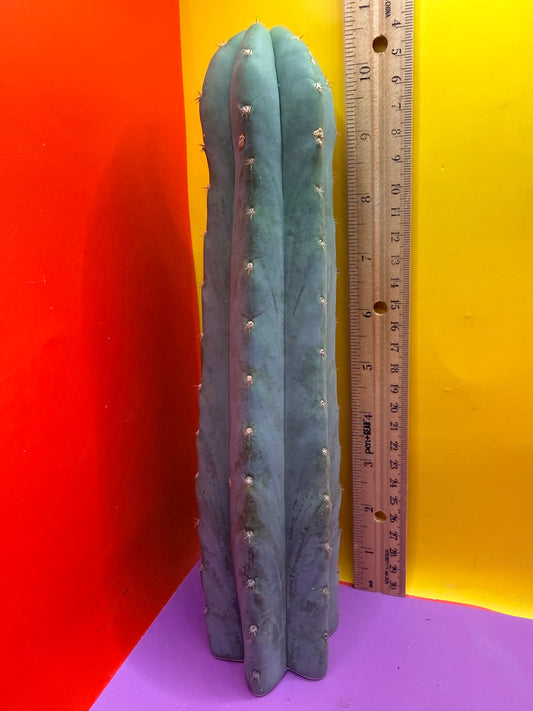 BLUE JUULES GIANT !