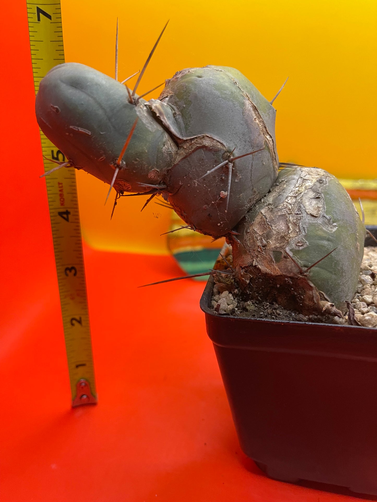 TBM CACTUS !