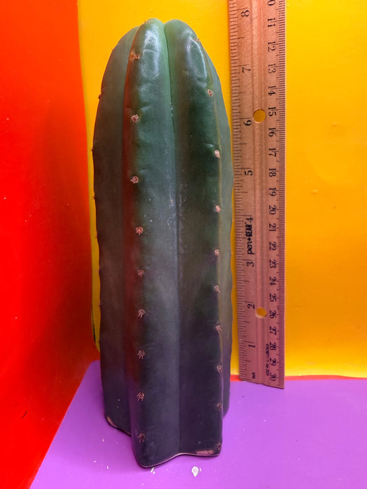 Cahuilla  !
