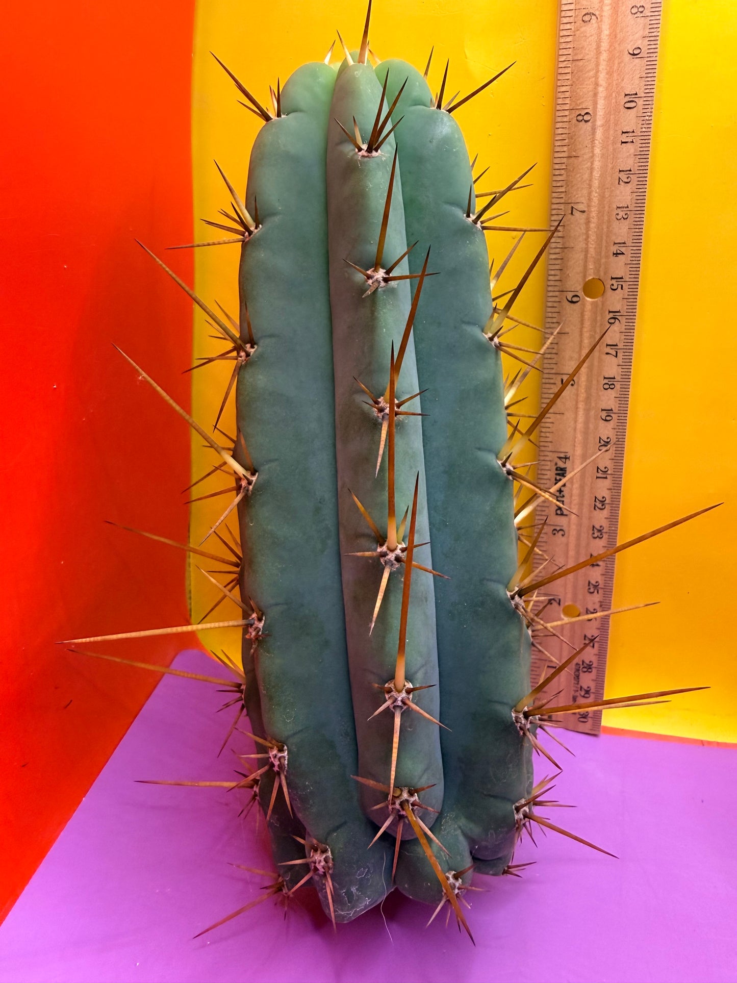 PALA  ! This exact cactus cutting of trichocereus