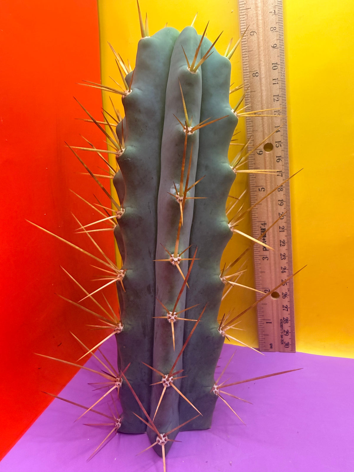 Revert Longform TBM PENISCACTUS !!!