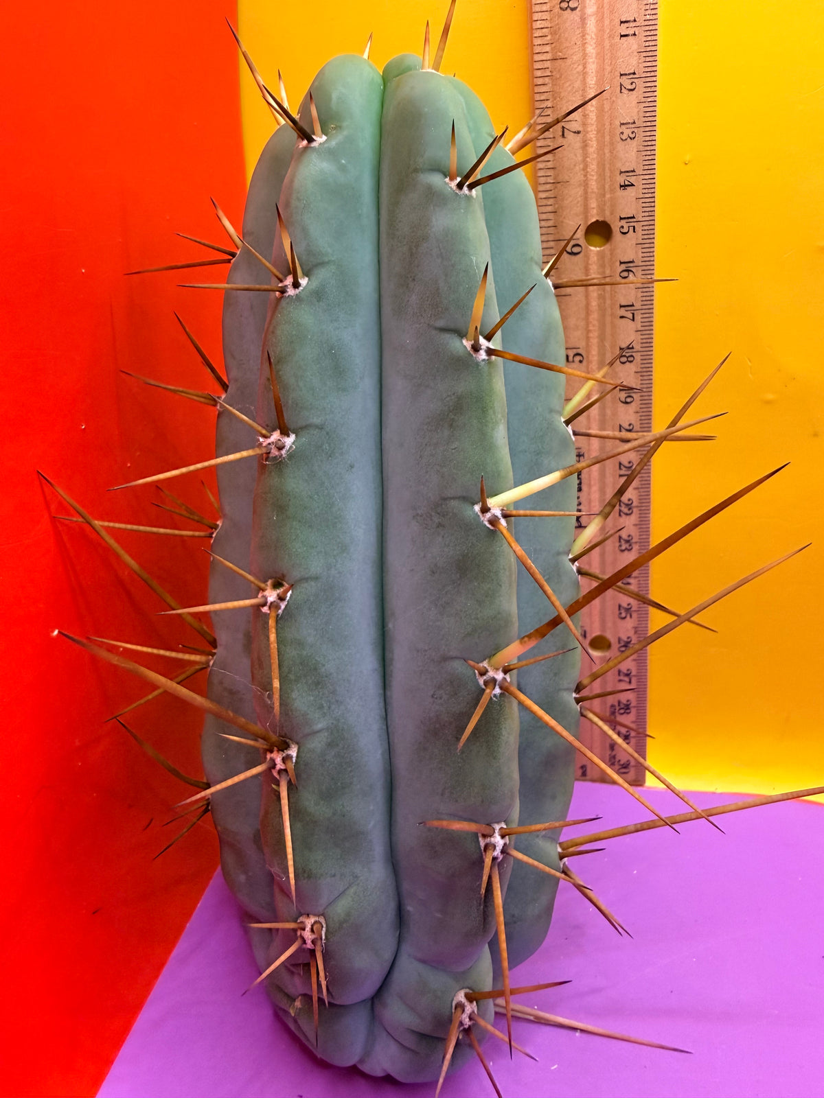 PALA  🌶️🌶️! This exact cactus cutting of trichocereus