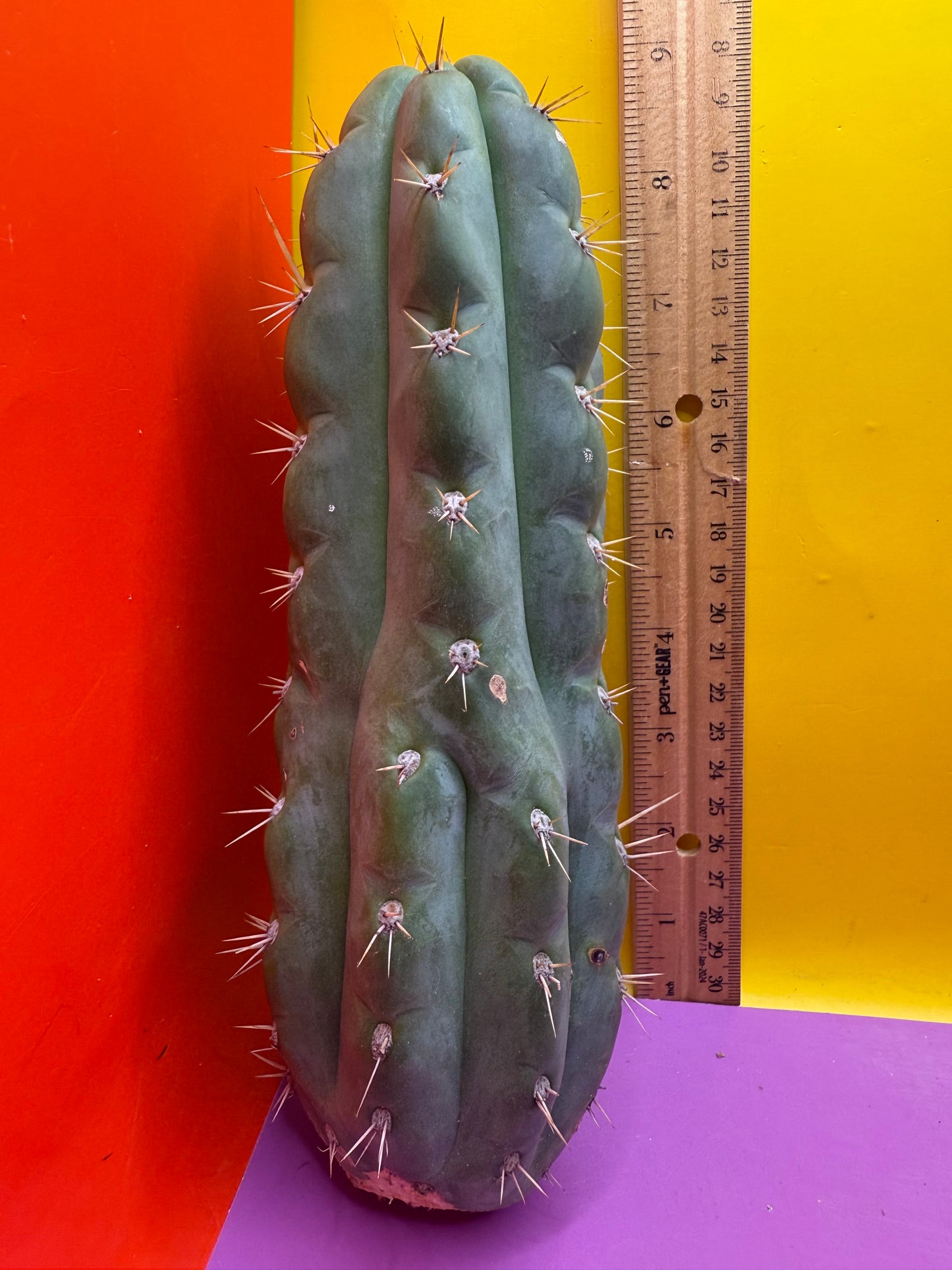 SSO3 Trichocereus knuthianus