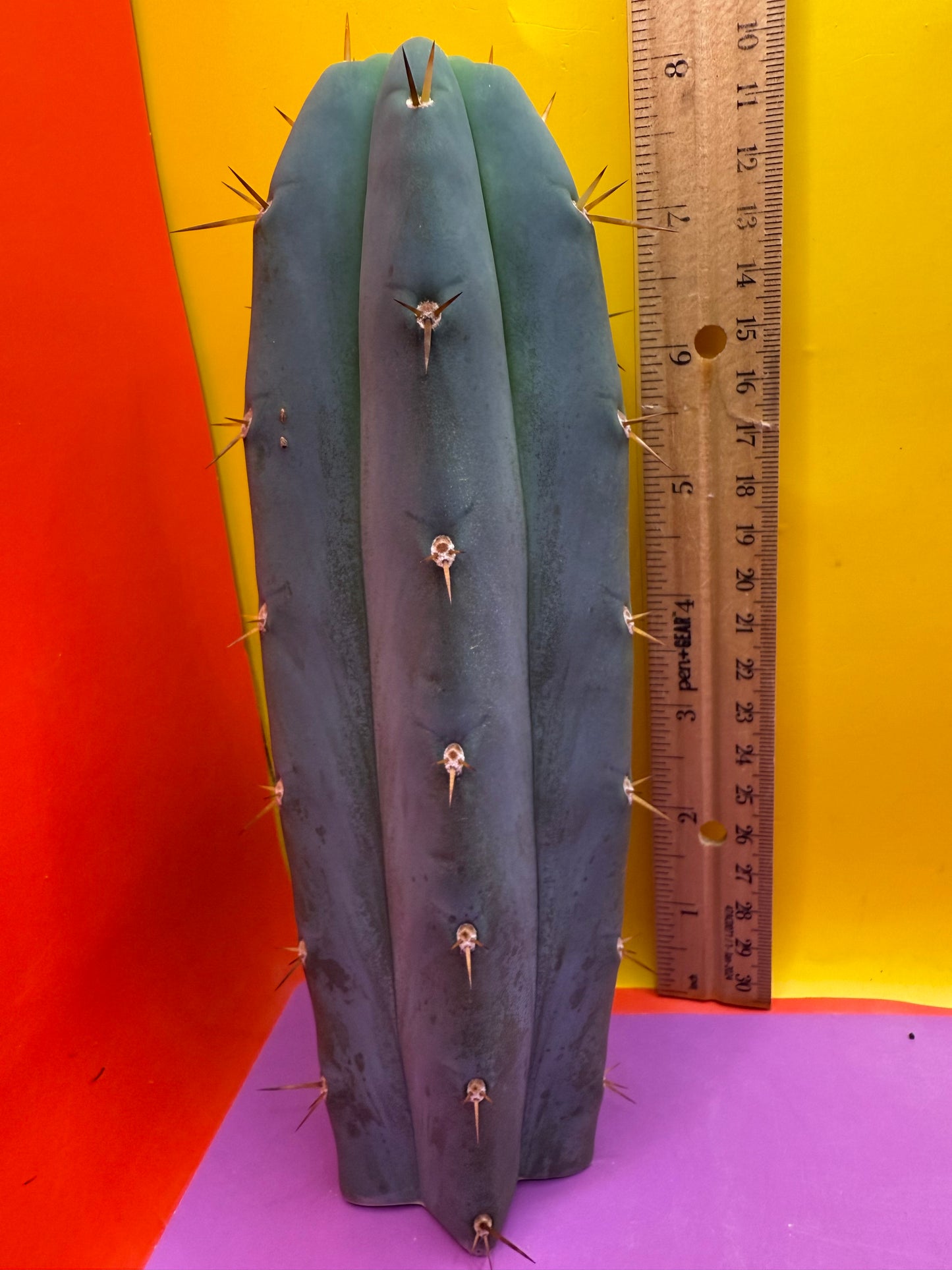 ‘Chavín de Huantar’ Trichocereus santaensis