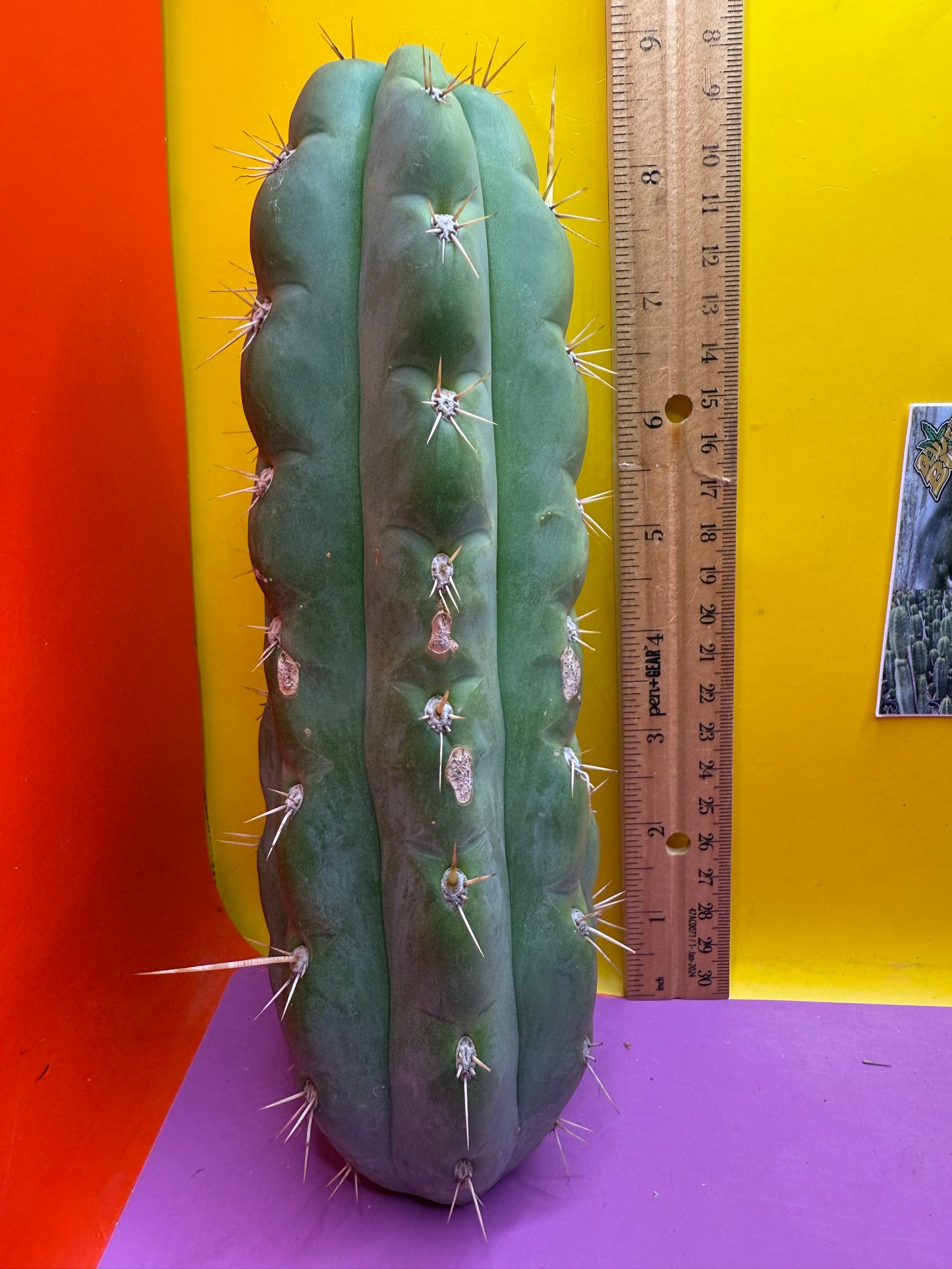 SSO3 Trichocereus knuthianus