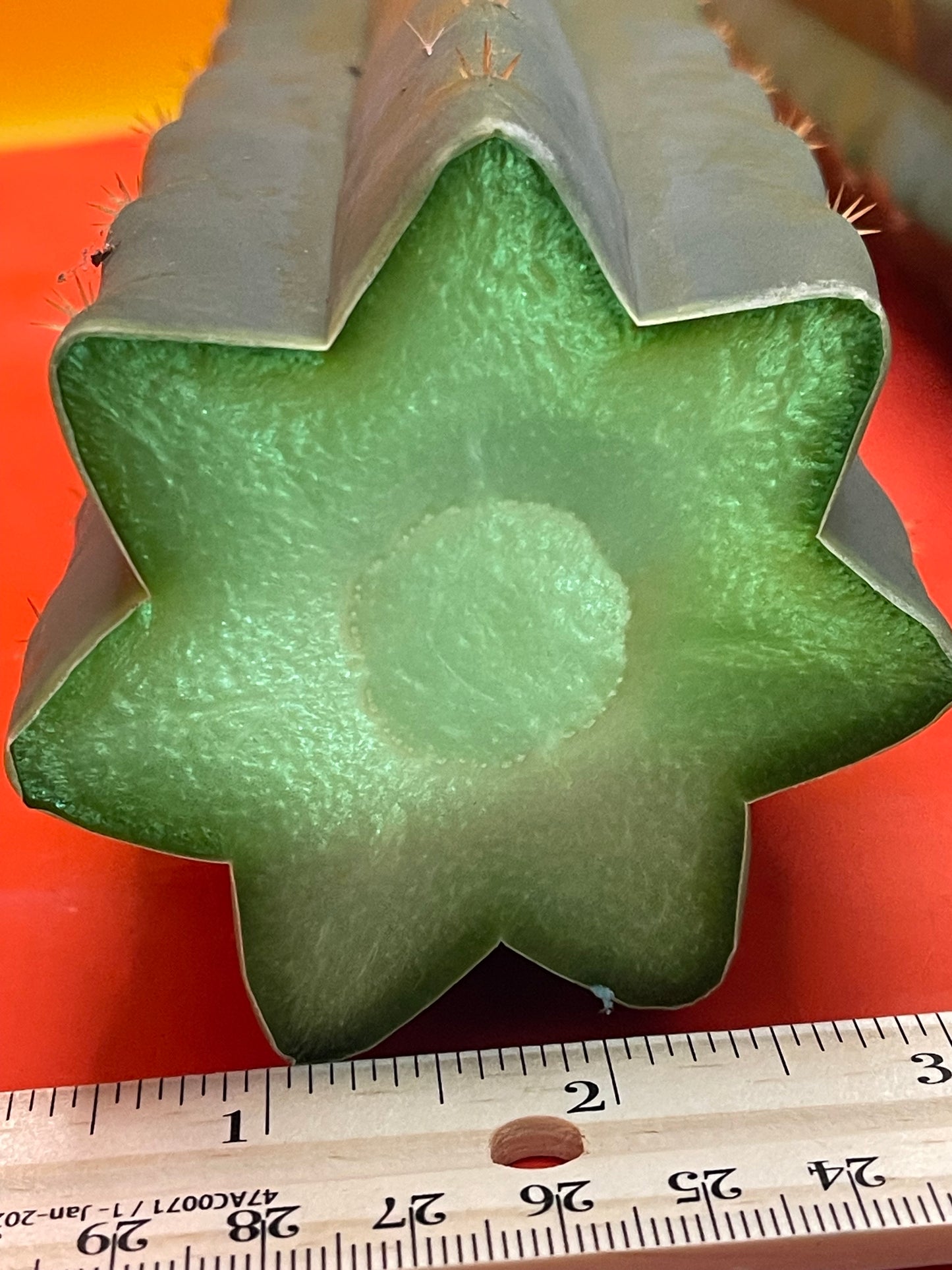 San Pedro Cactus cutting - Medium 8”-10”ready to ship !