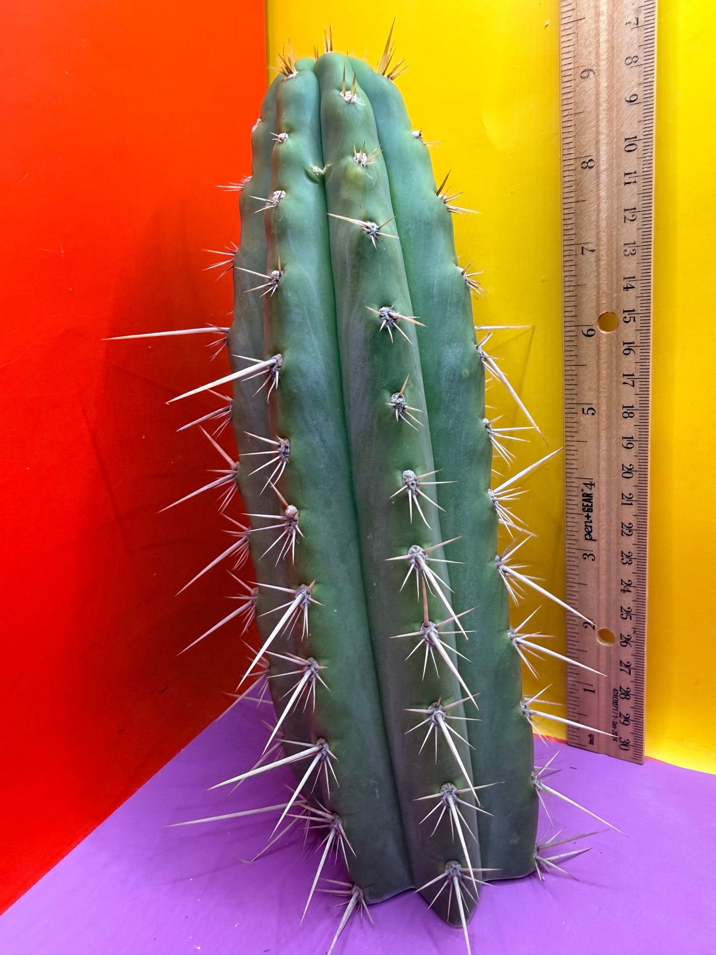 Trichocereus Puquiensis - cv “Linda”