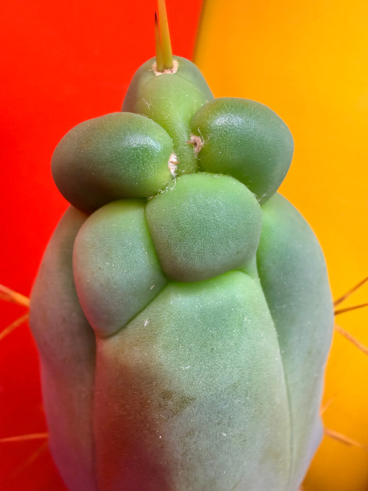 WALTS DRAGON ! 🐉 grafted cactus