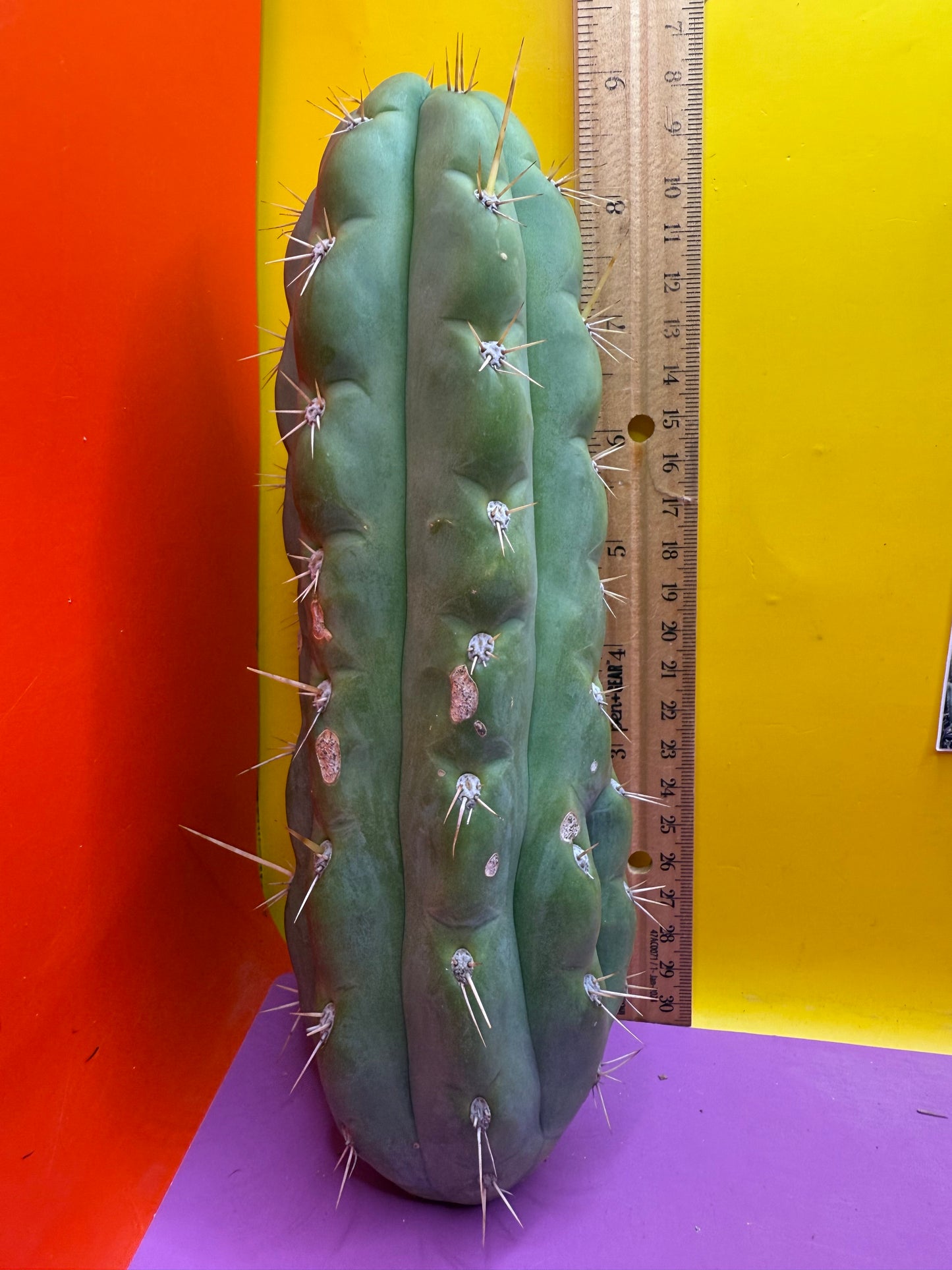 SSO3 Trichocereus knuthianus