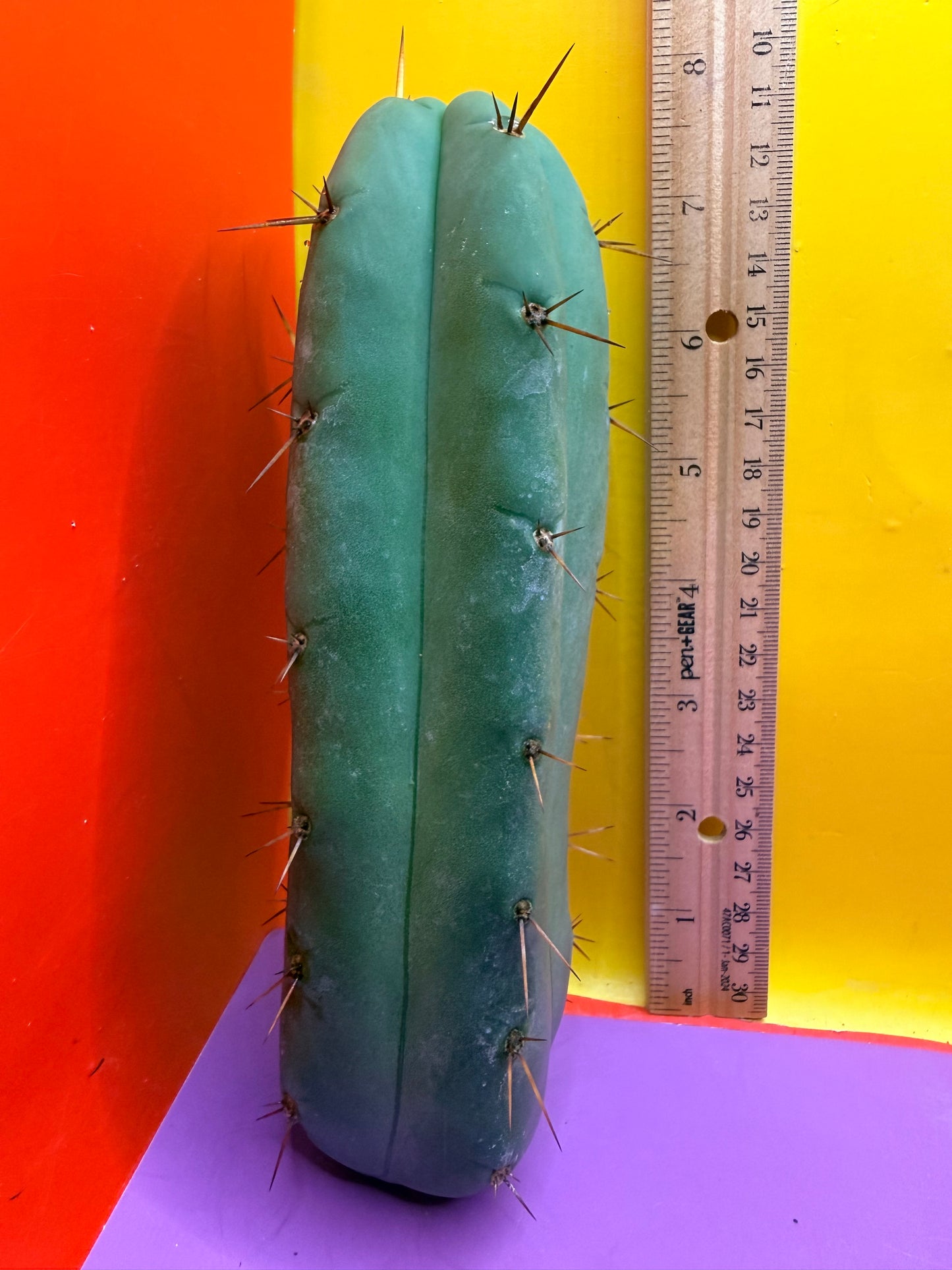 Yowie x Wowie cactus cutting