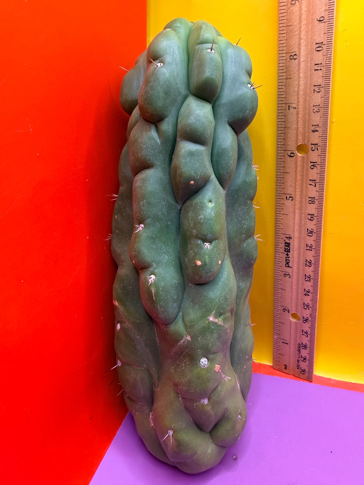 Monstrose San Pedro cactus - TPM !