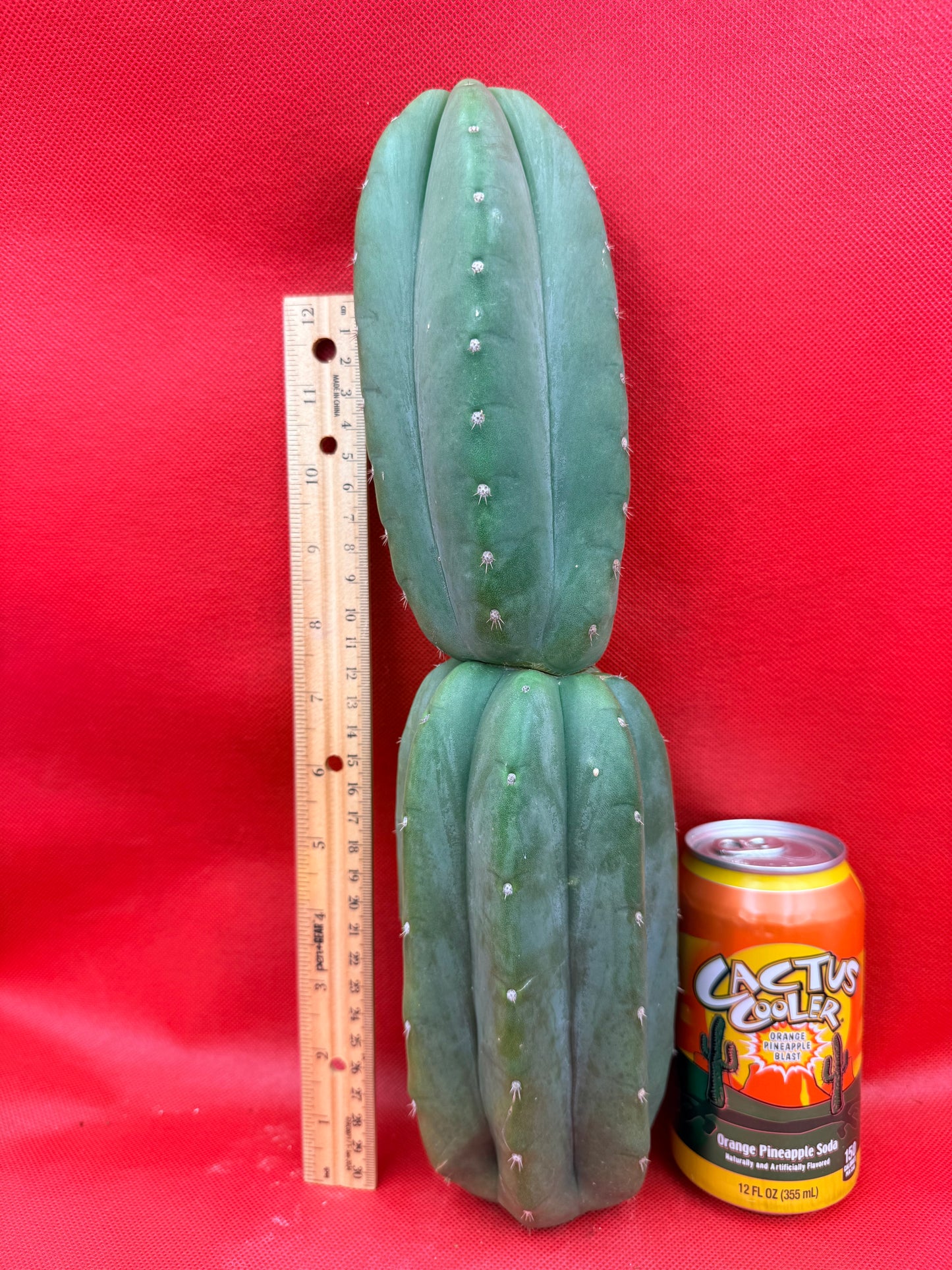 Ribshifting Cahuilla cactus   !