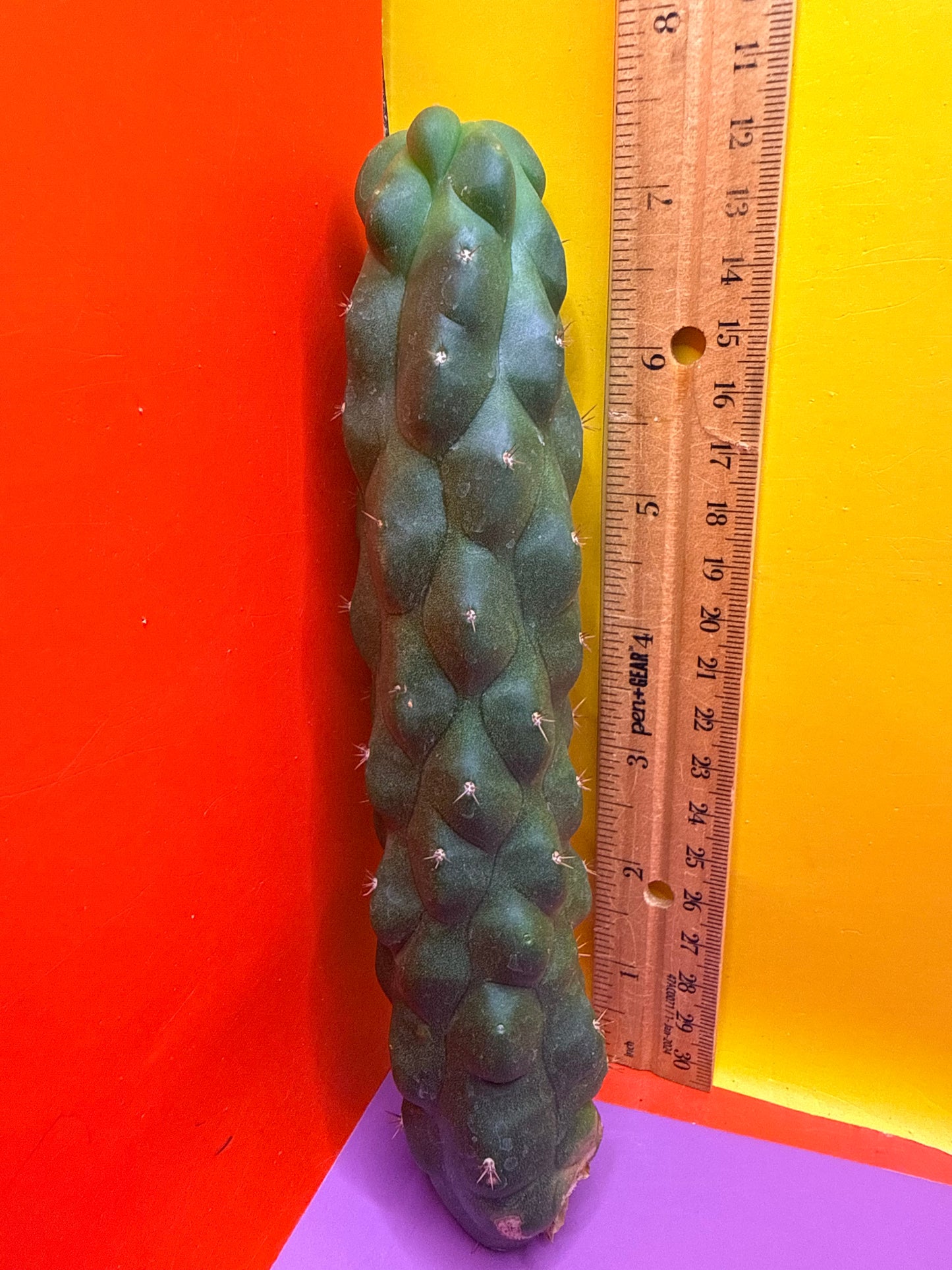 Monstrose San Pedro Cactus! This exact one
