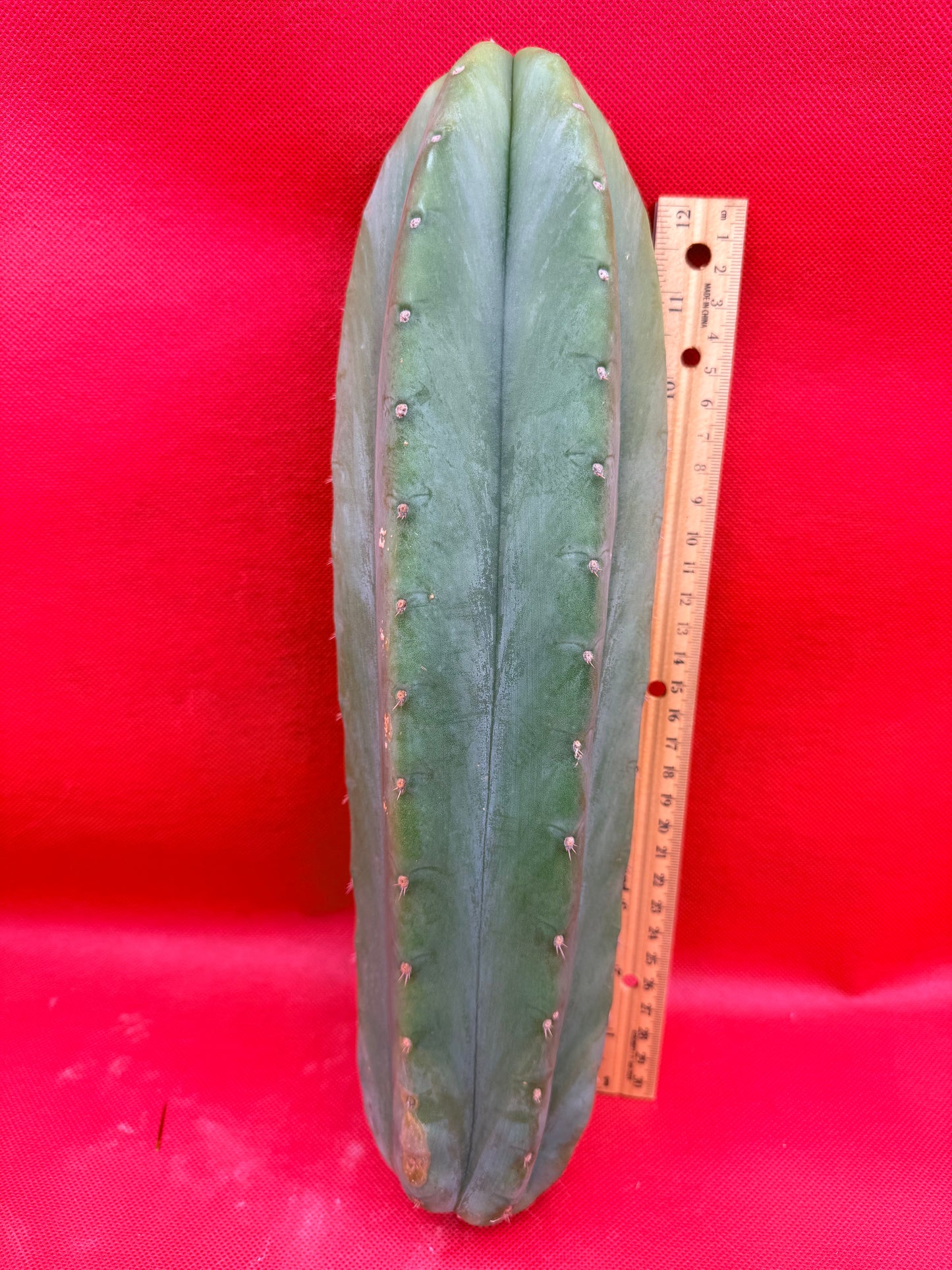 Cahuilla 4” thick !