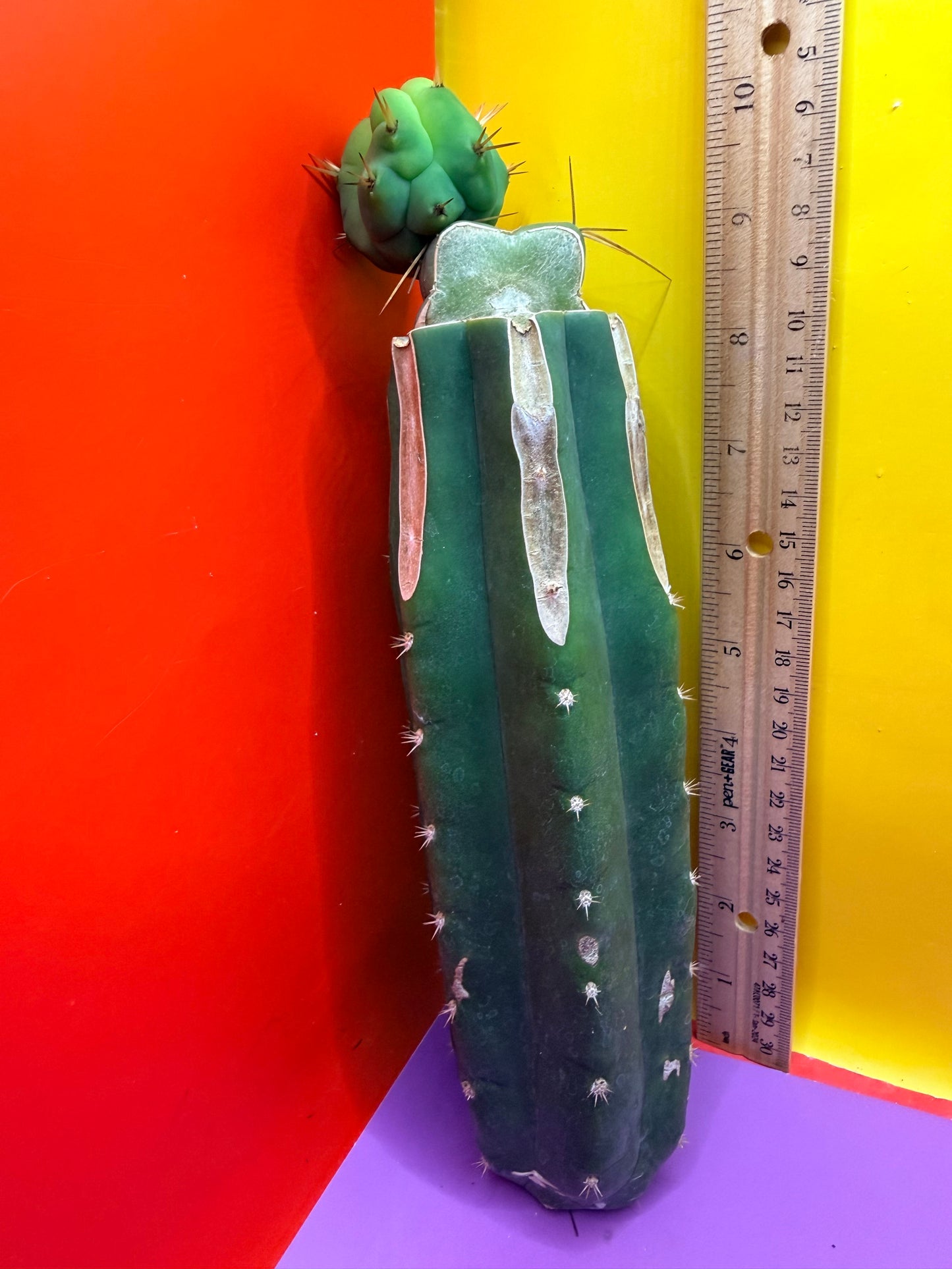 Cactus Kate Bridgesii Graft
