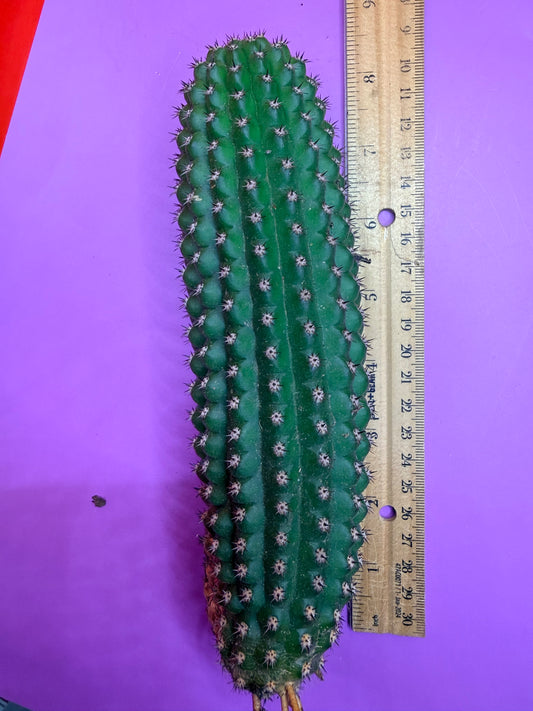Trichocereus Brevispinulosus