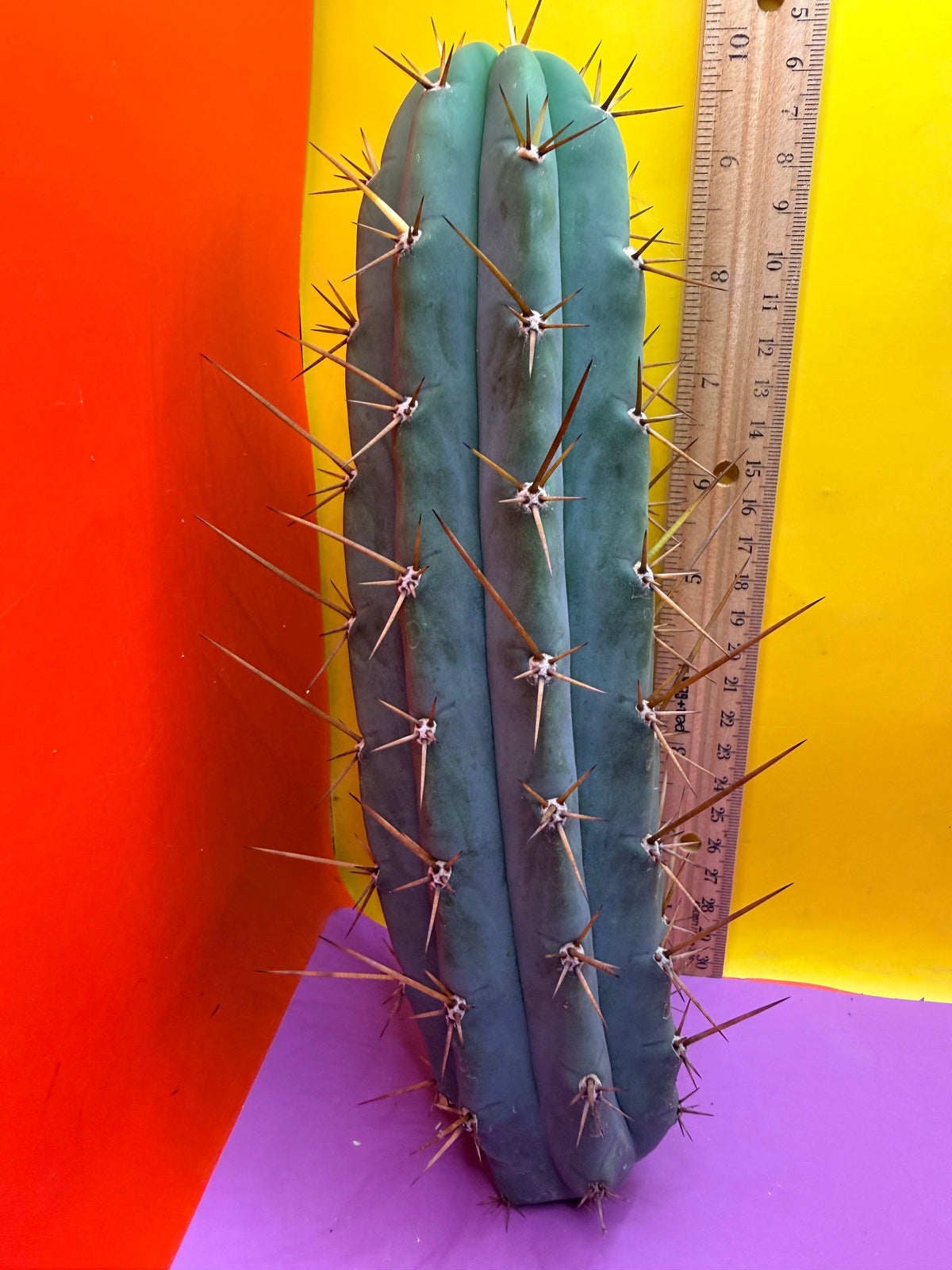 PALA  🌶️🌶️! This exact cactus cutting of trichocereus