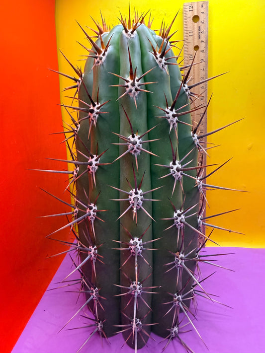 Trichocereus Tacaquirensis 🌶️🌶️