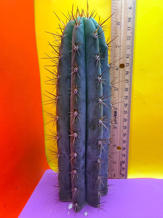Trichocereus Matucana