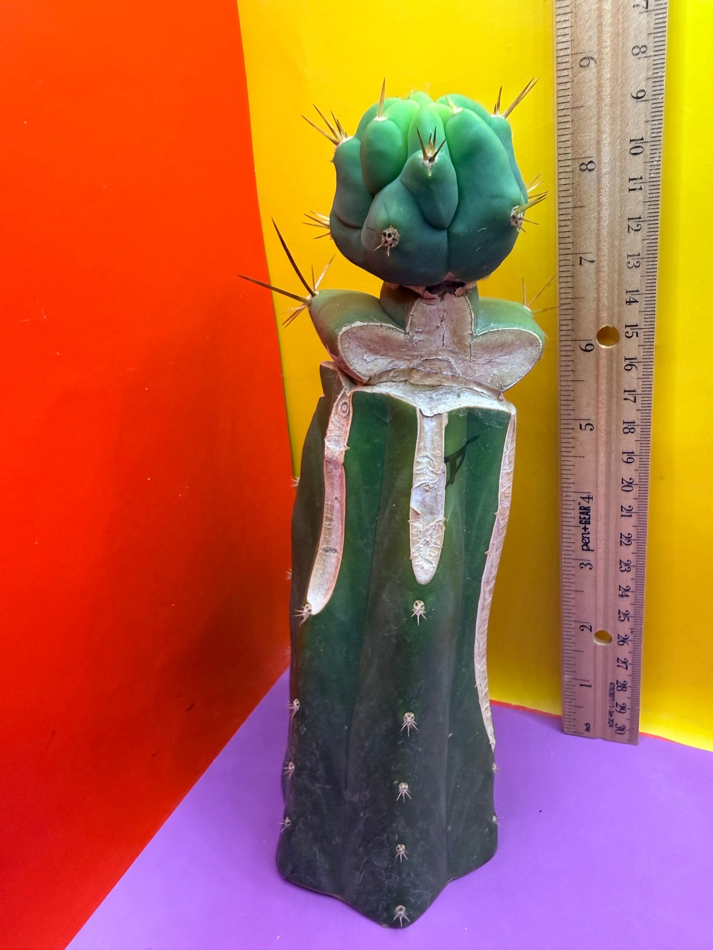 Reverted TBM A Graft