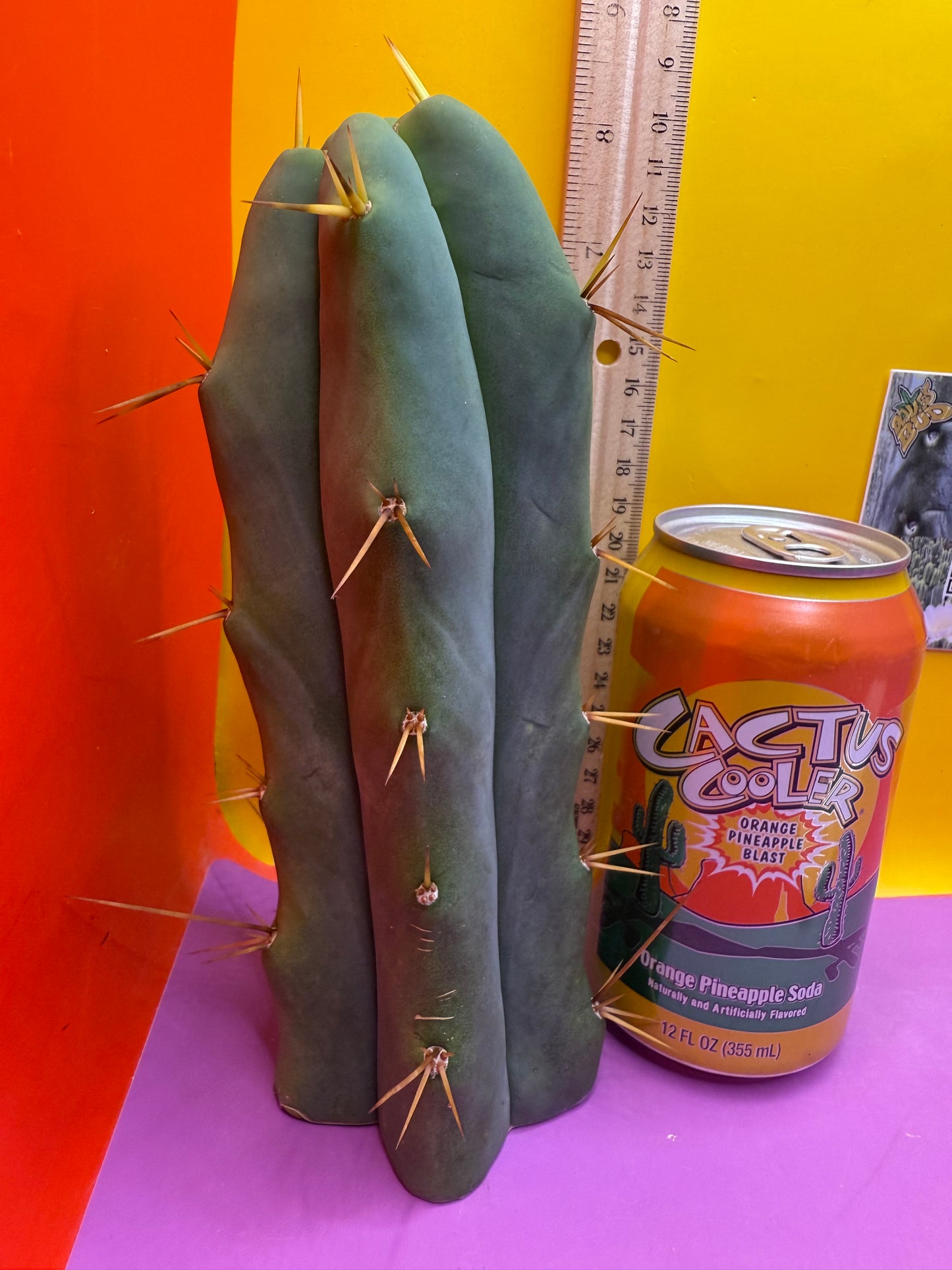 ESSENDON X SINA 🌶️🌶️