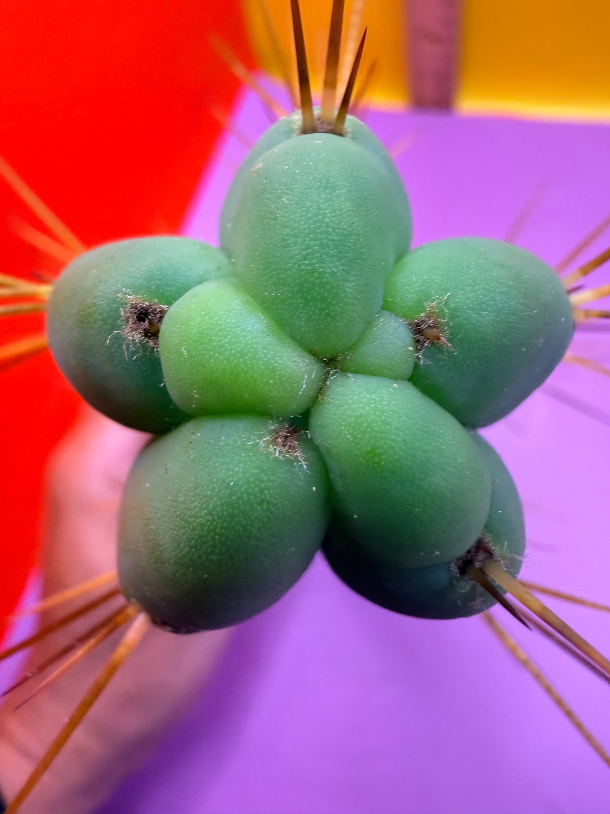 Kactus Kate Bridgesii