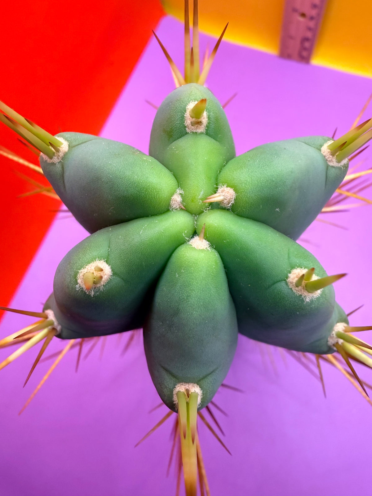 Revert Longform TBM PENISCACTUS !!!