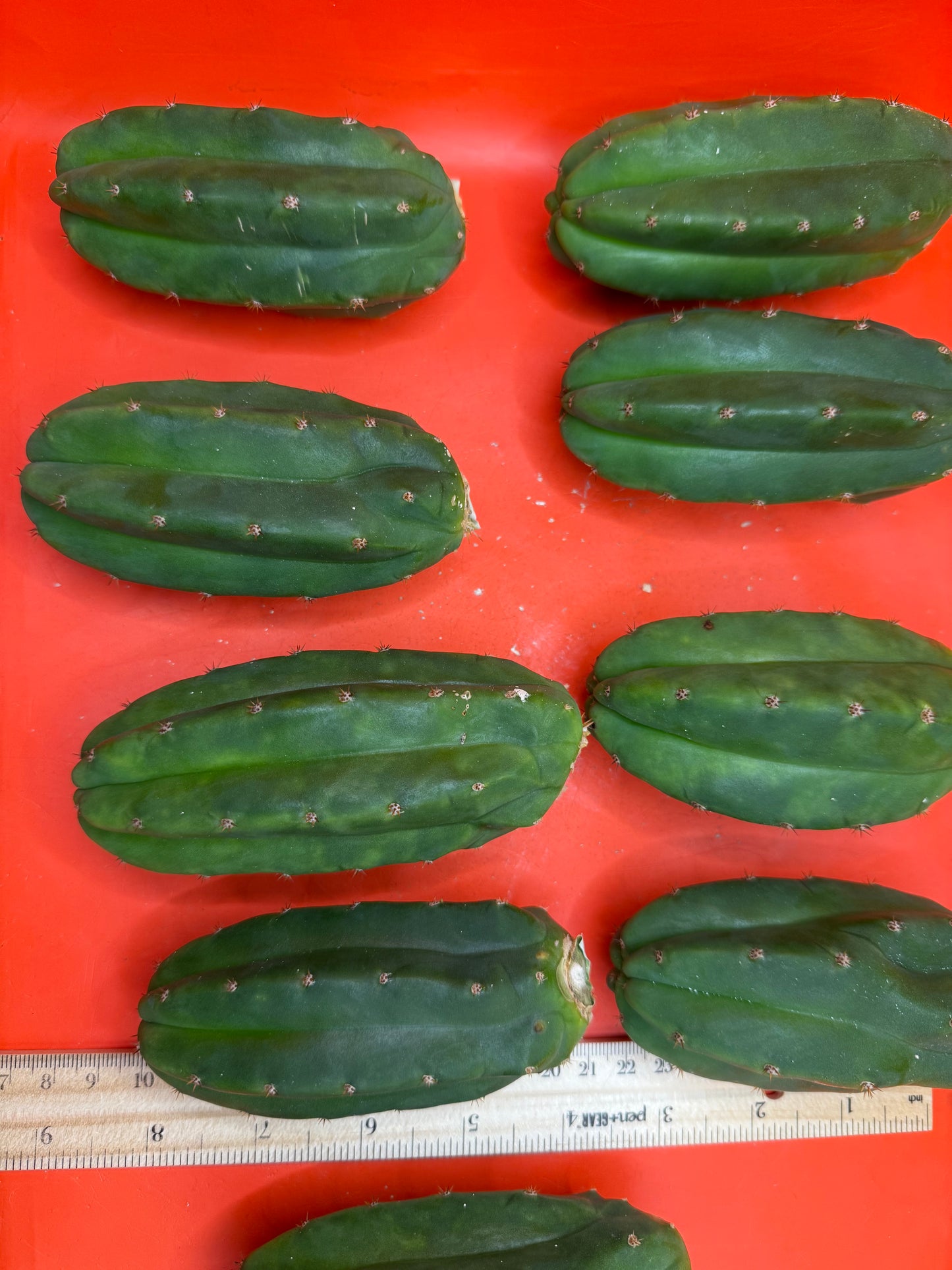 Extra Small 3”-5” San Pedro Cactus ! Fresh cut to order