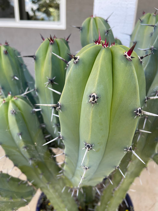 50 Myrtillocactus seeds