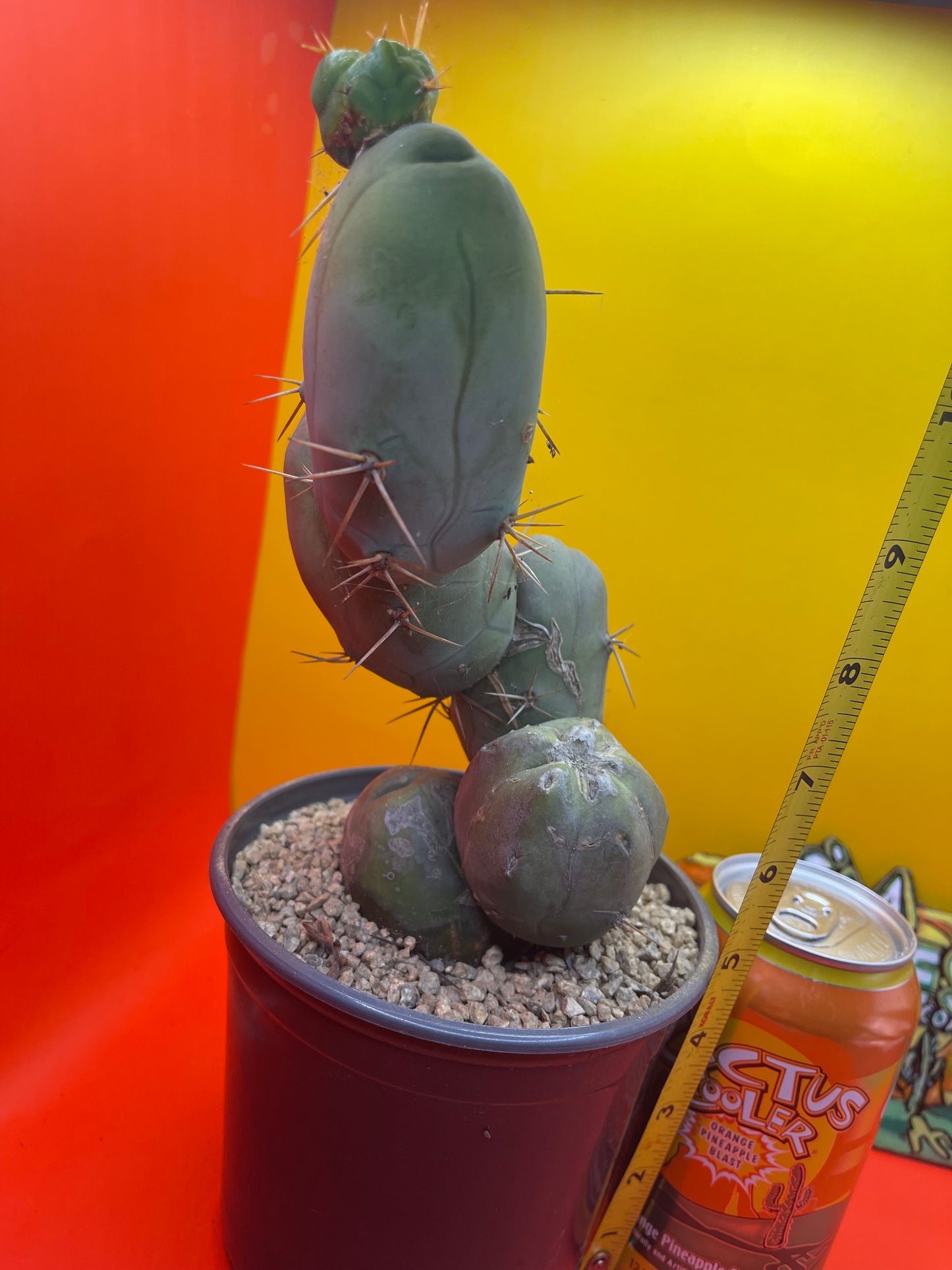 - Tbm  😵‍💫🌵