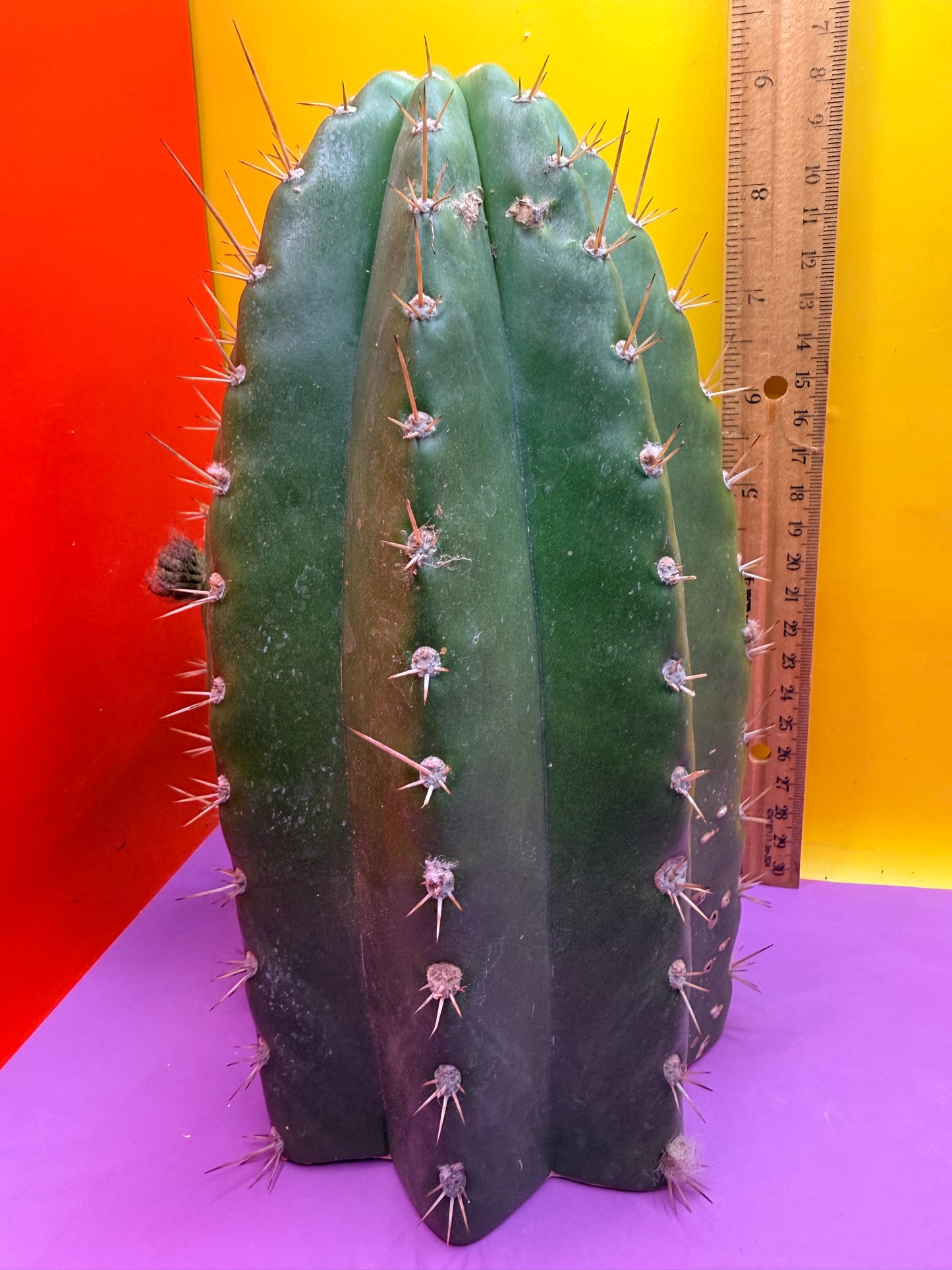 CACTO HEBRIDO with Flower Buds over 4.5” THIC !