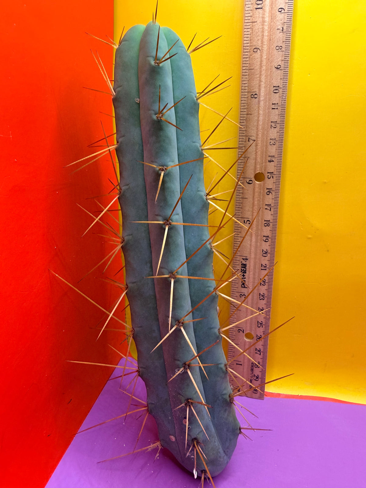 Kactus Kate Bridgesii