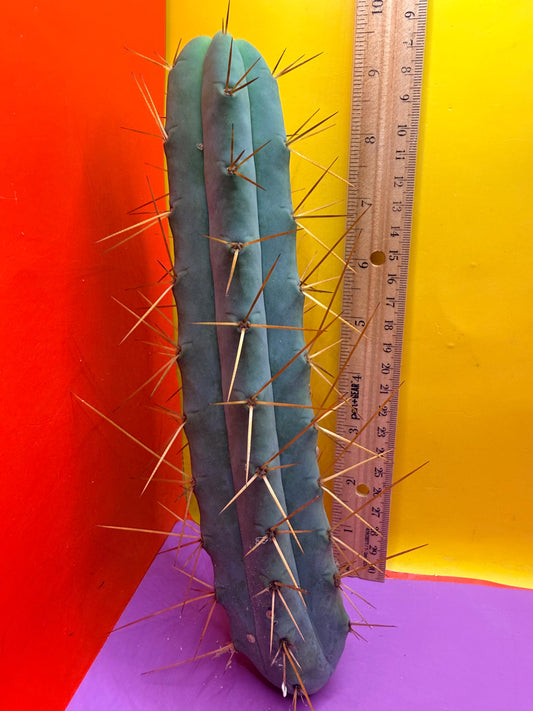 Kactus Kate Bridgesii