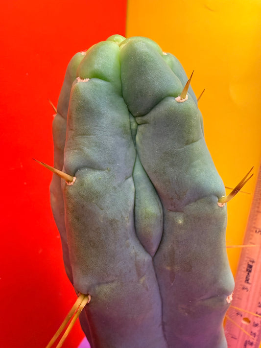 Trichocereus Bridgesii cutting of “DEL DIOS”