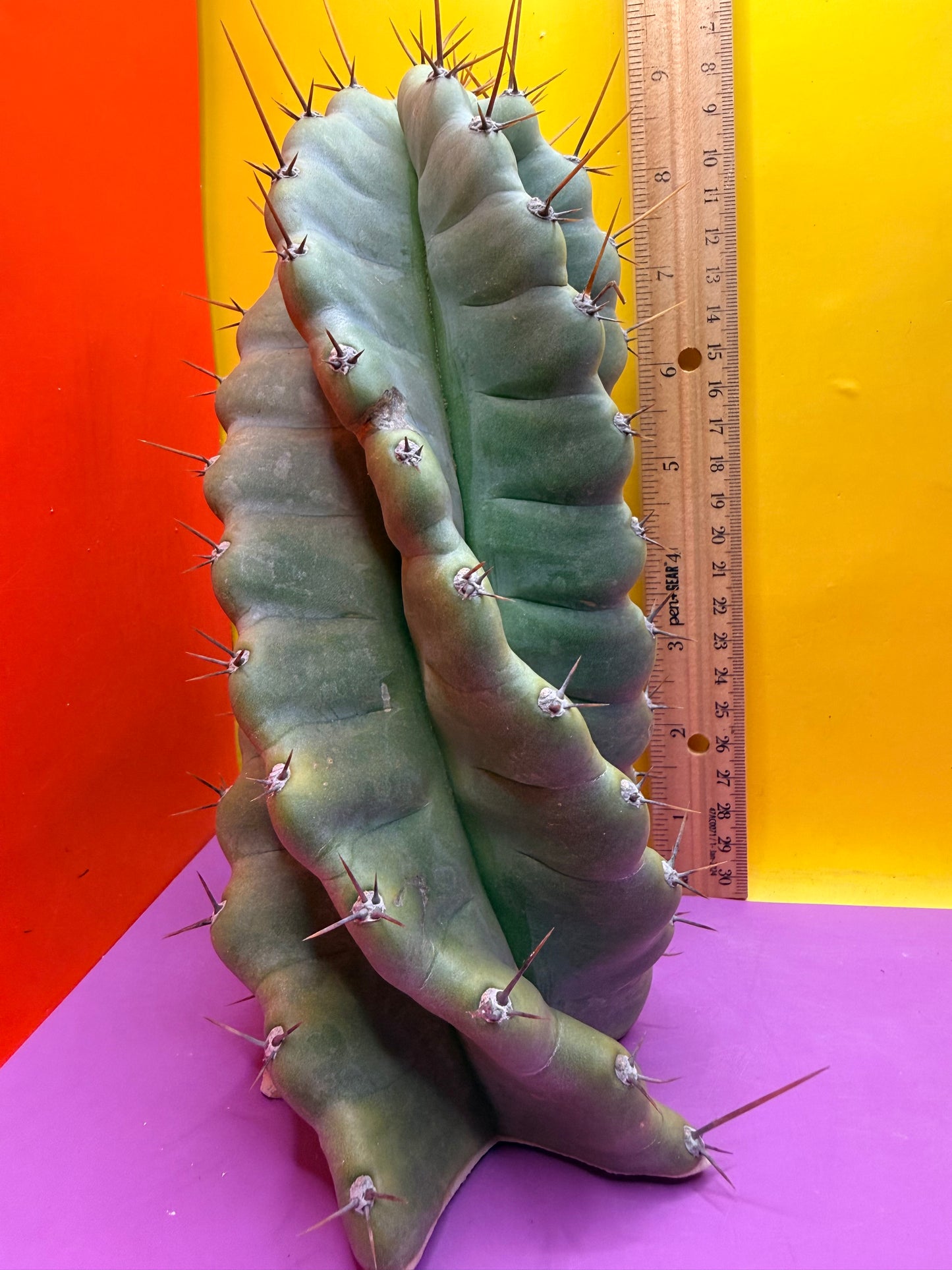 SPIRAL 🌀 CACTUS 🌵!!!