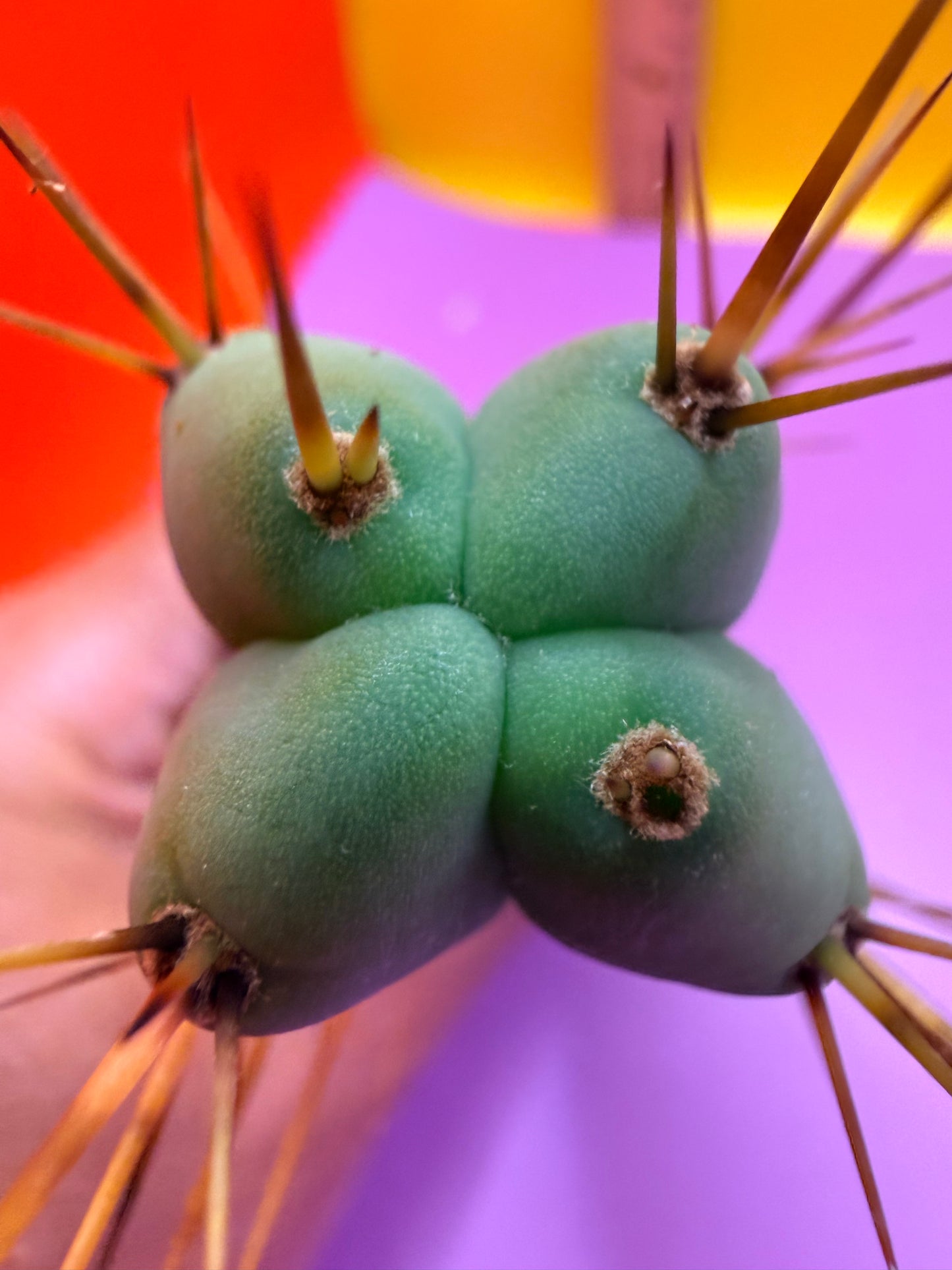 “MINI ME” trichocereus bridgesii - 4 ribs